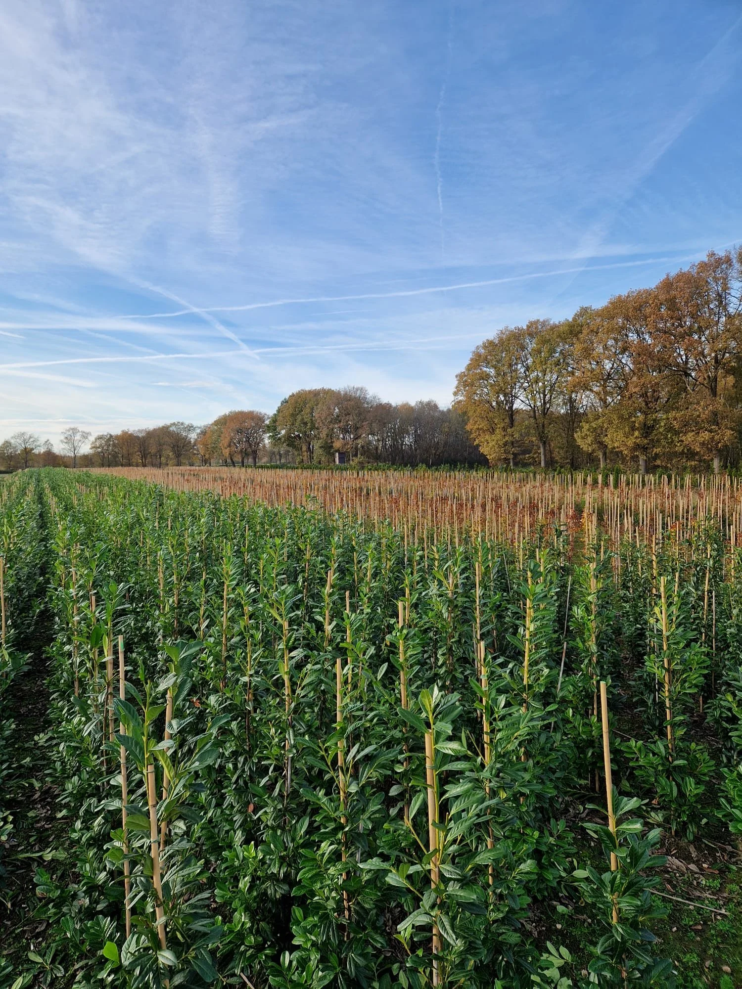 foto 9 fotogallerij.jpeg