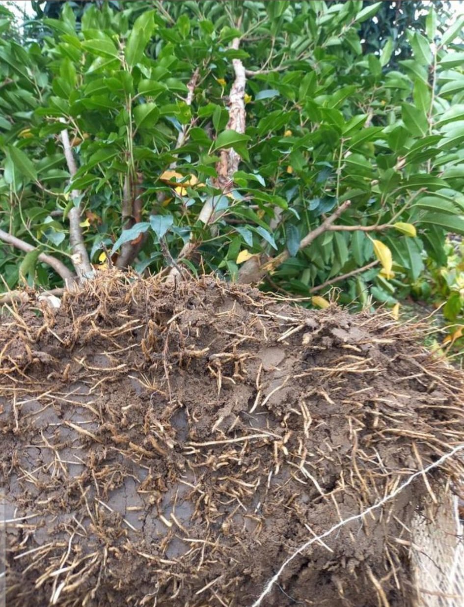 foto 7 fotogallerij maar dan gecropped.jpg