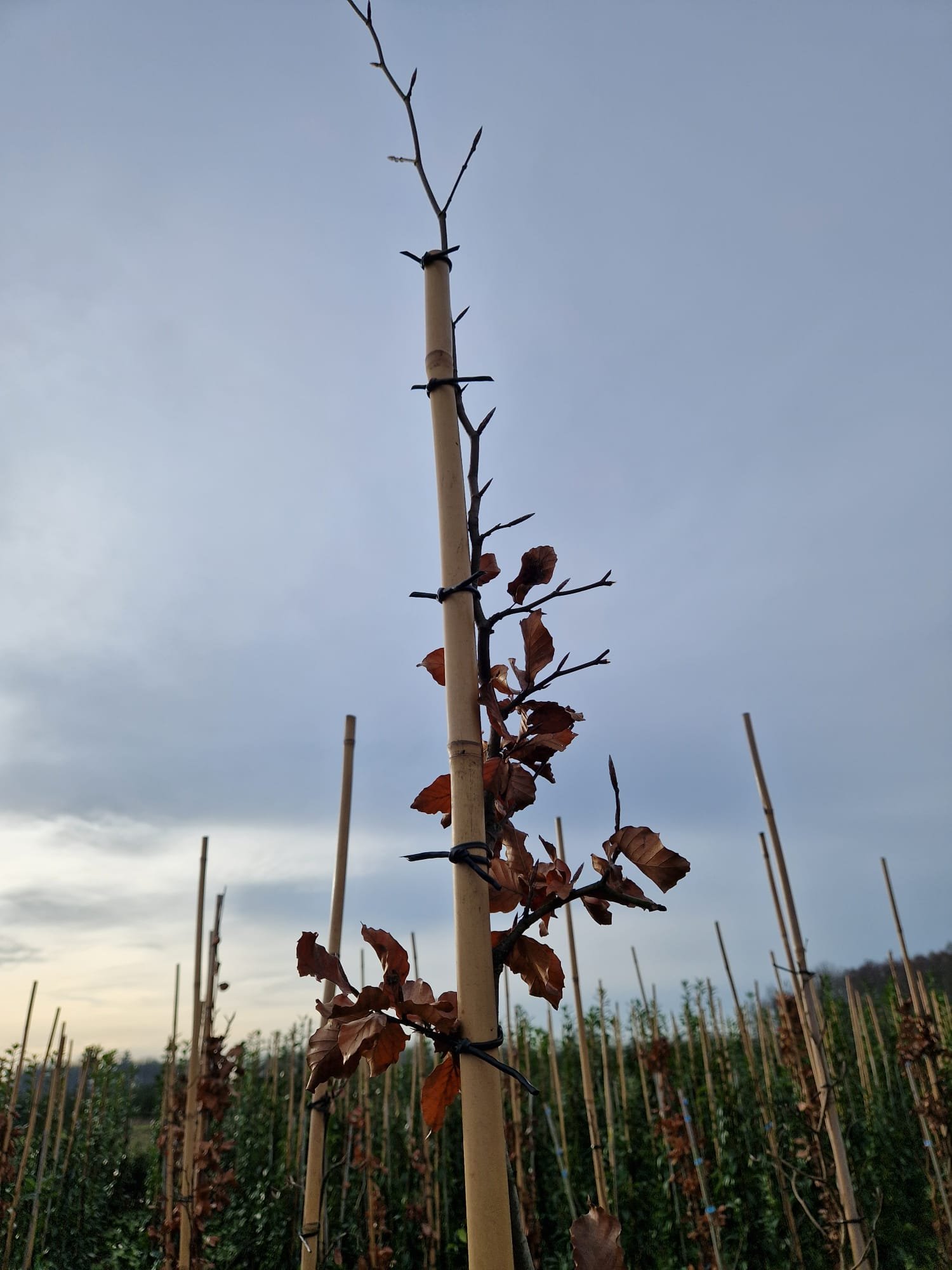 foto 6 fotogallerij.jpeg