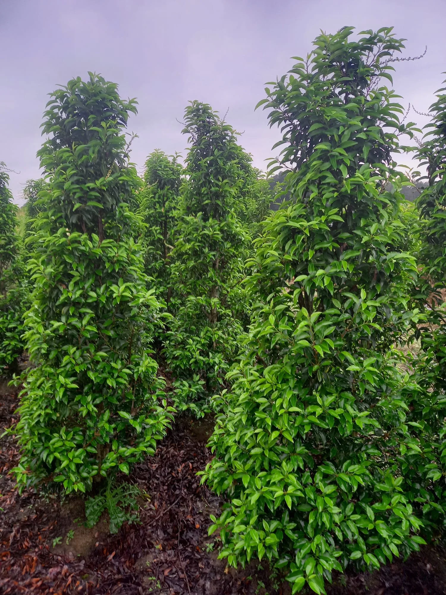 foto 8 fotogallerij.jpeg