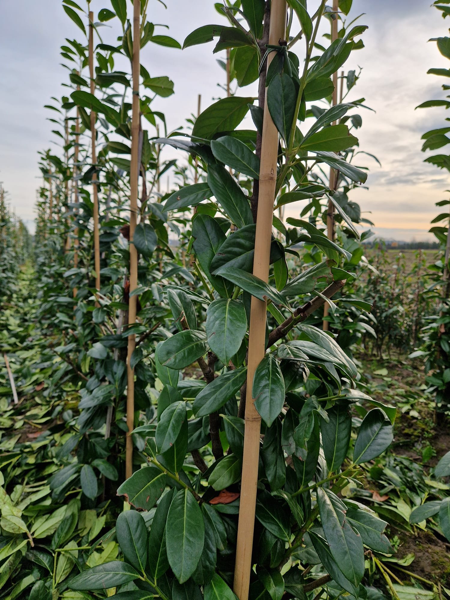 foto 5 fotogallerij.jpeg