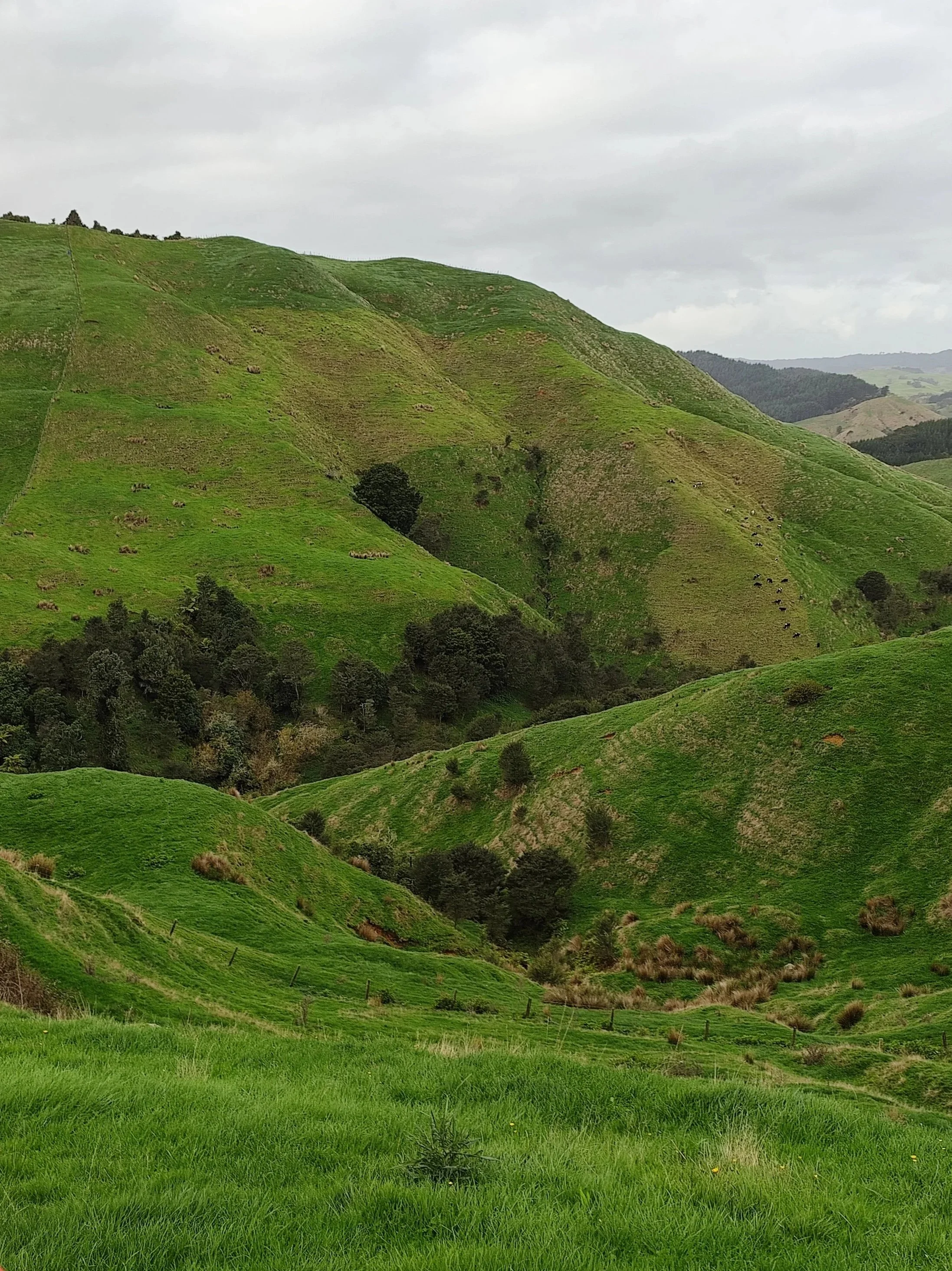 Green rolling hills with patches of grass and trees against a cloudy sky.
