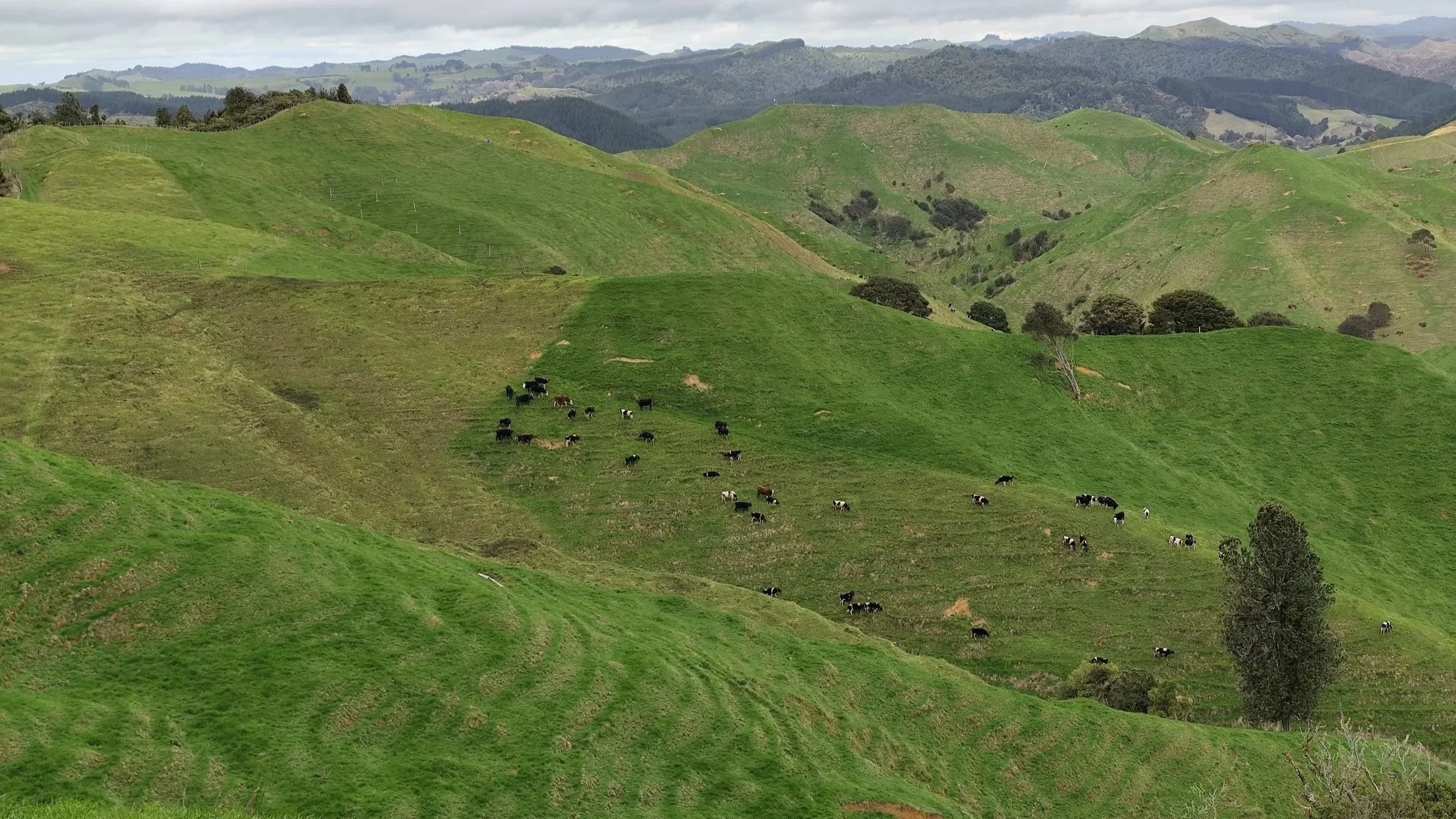 Green rolling hills with scattered trees and a herd of cows grazing on one hill.