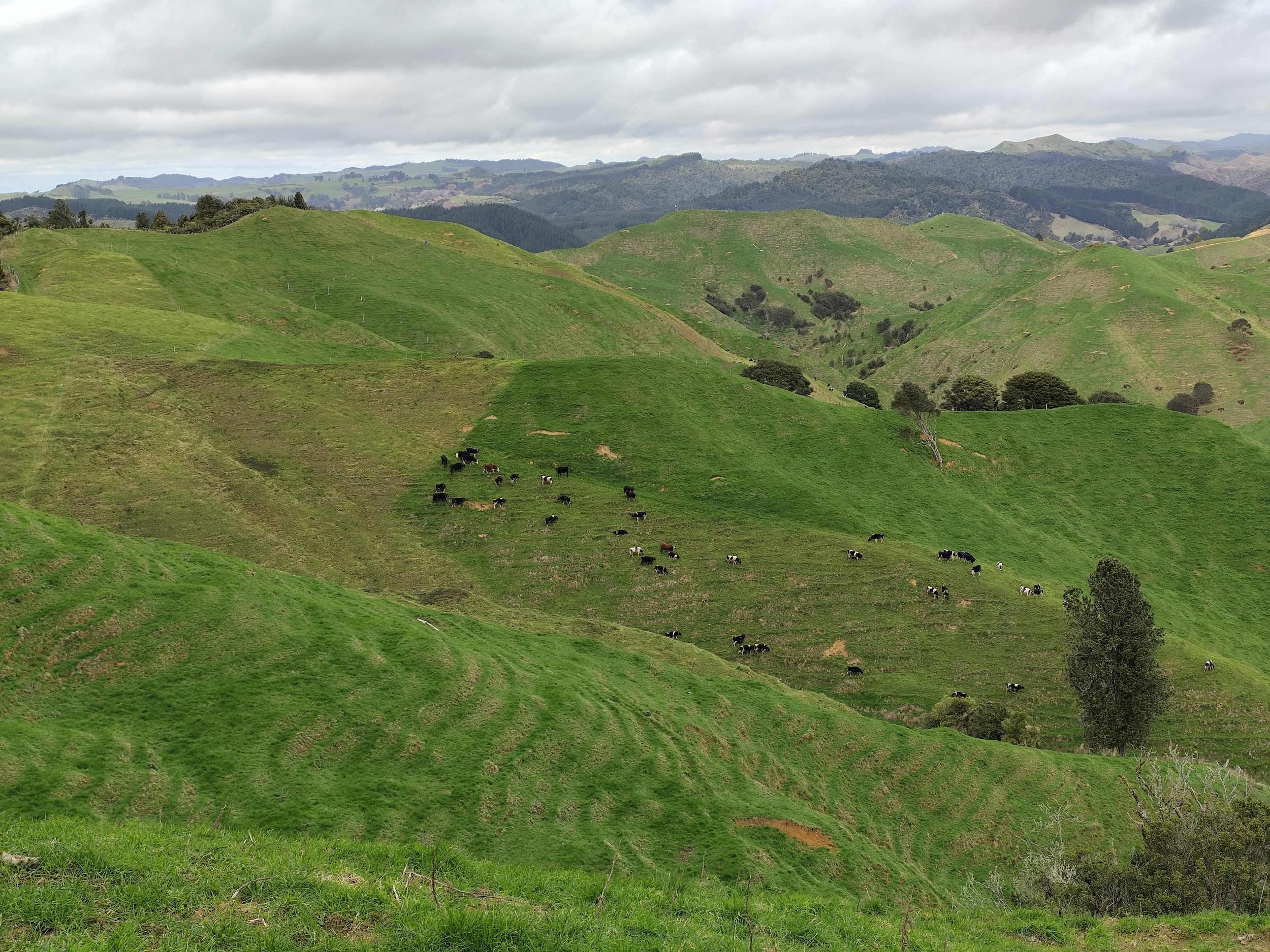 Green rolling hills with grazing cows, scattered trees, and a cloudy sky in a rural landscape.