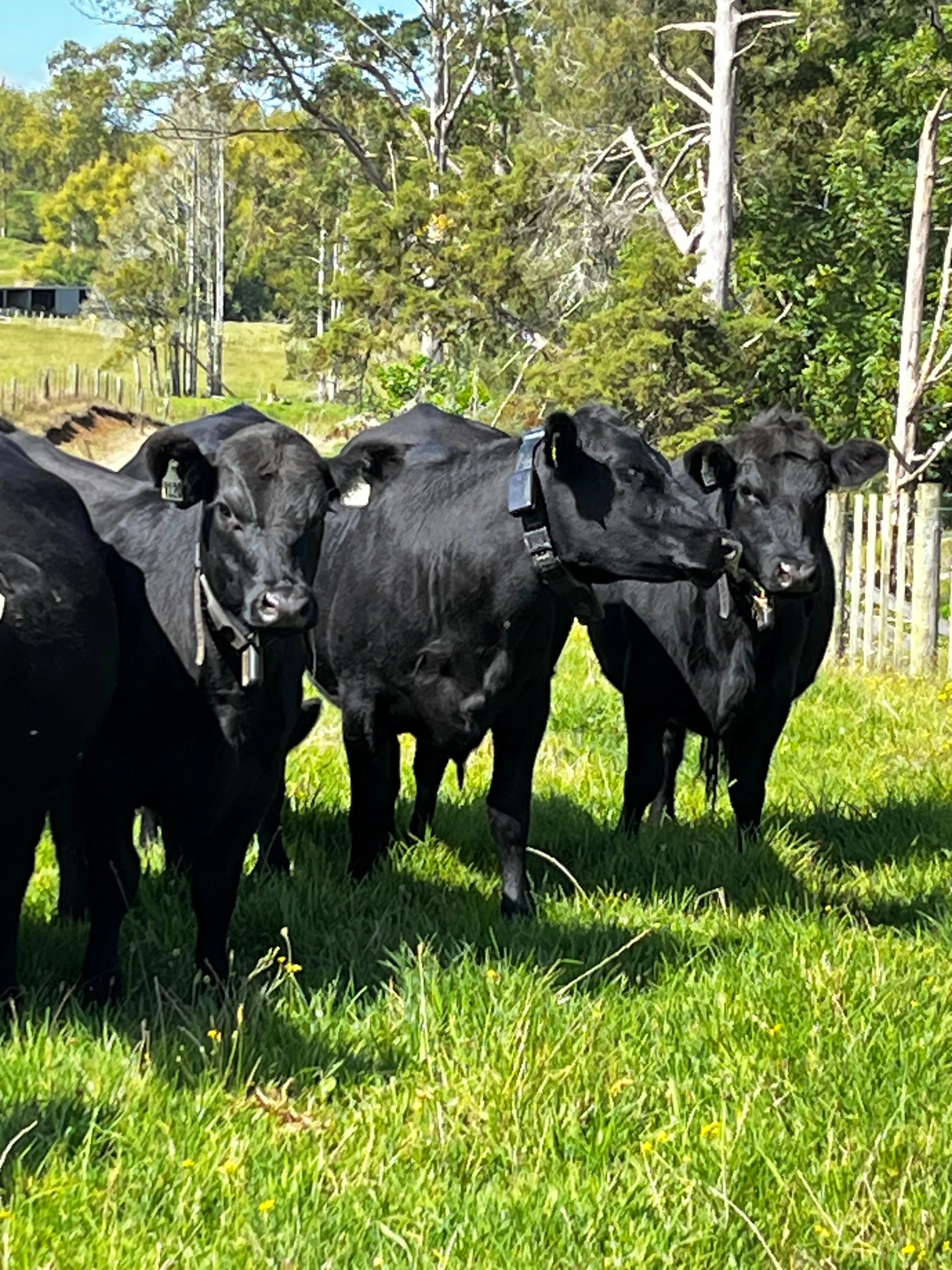 Three black calves standing on green grass in a rural landscape with trees, a fence, and a blue sky in the background.