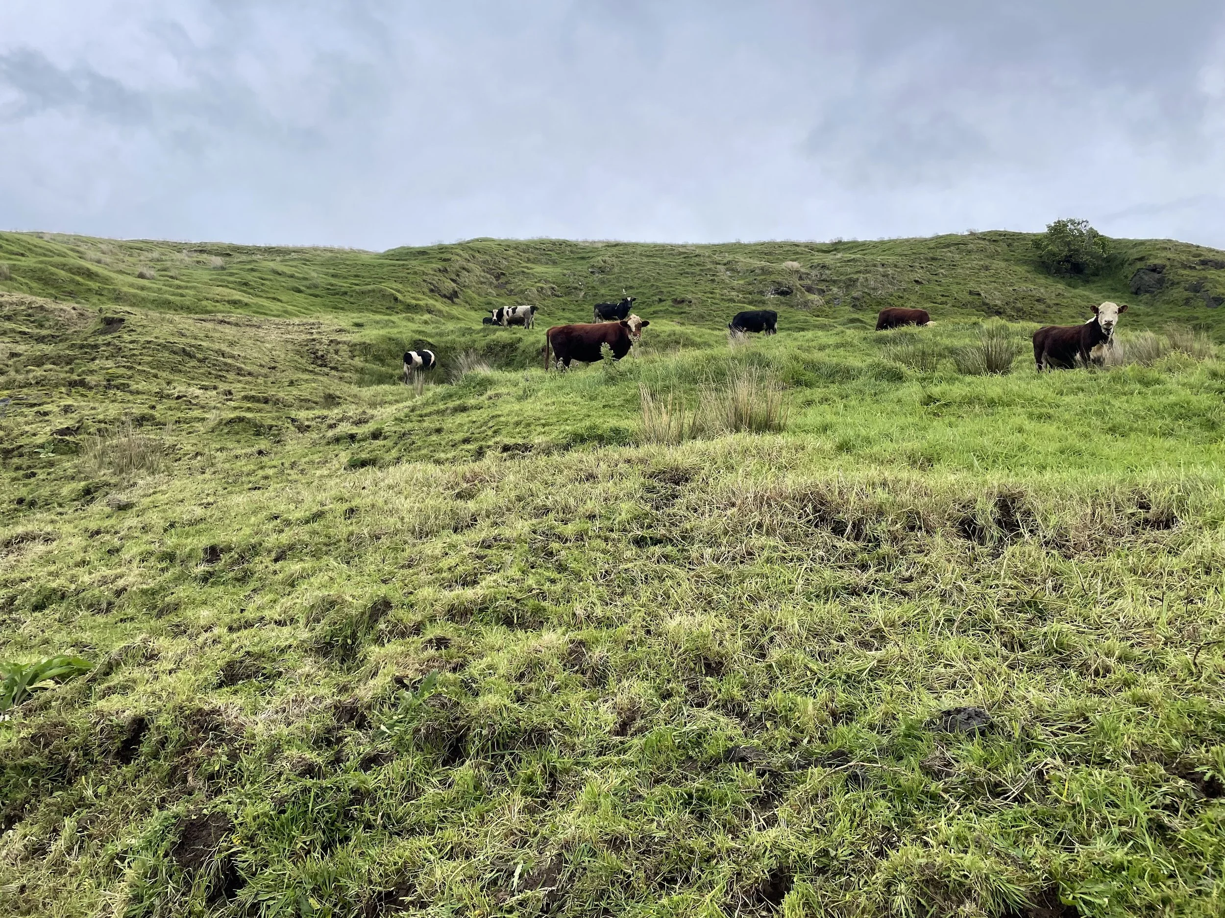 A grassy hillside with cows grazing and standing, with an overcast sky above.