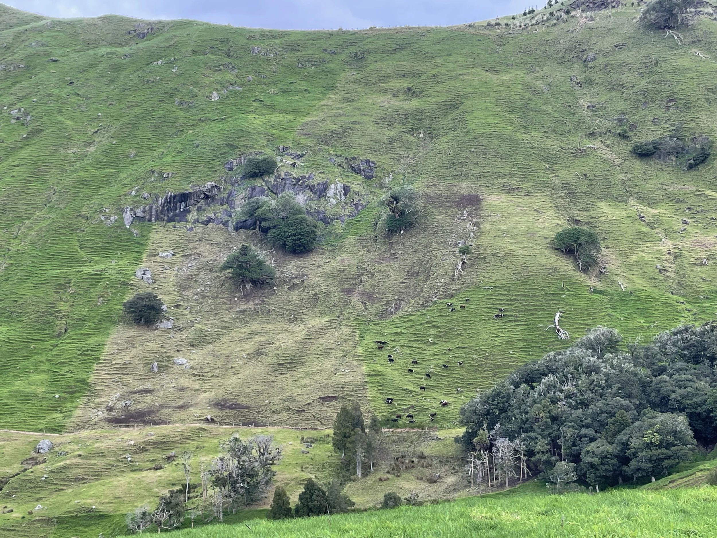Green hillside with scattered trees and grazing cows.