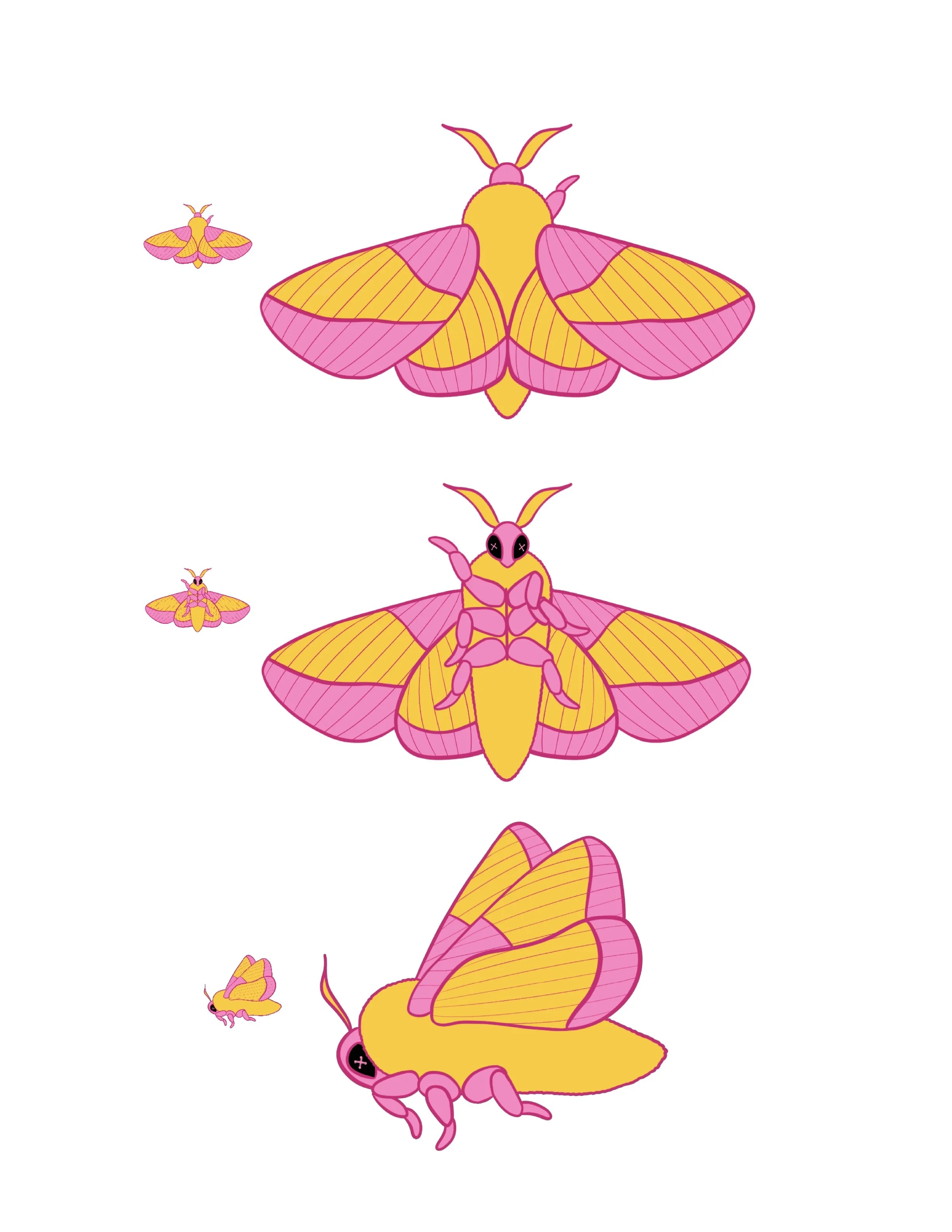 Metamorphosis