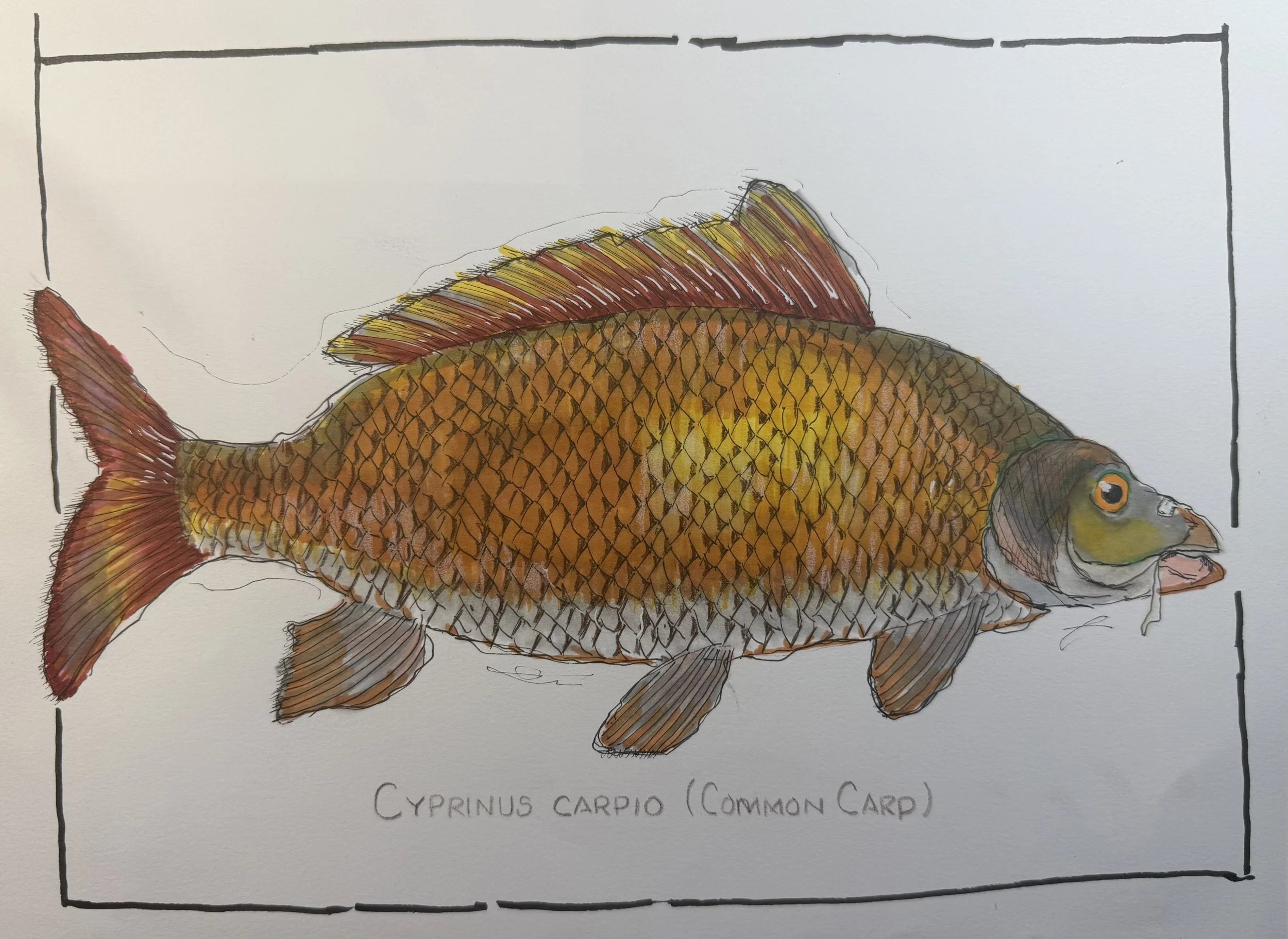 Carp --populates local waters