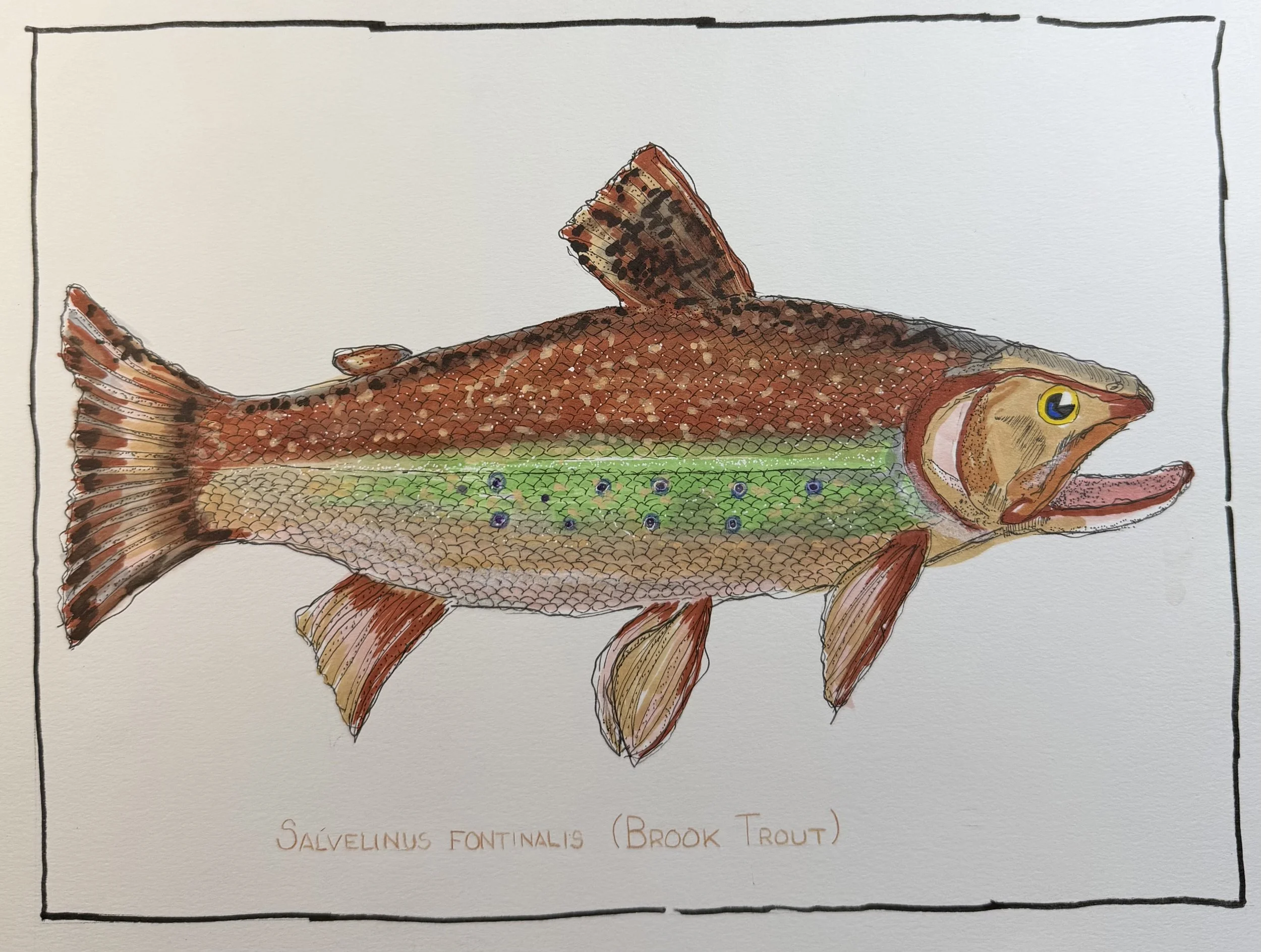 Brook Trout