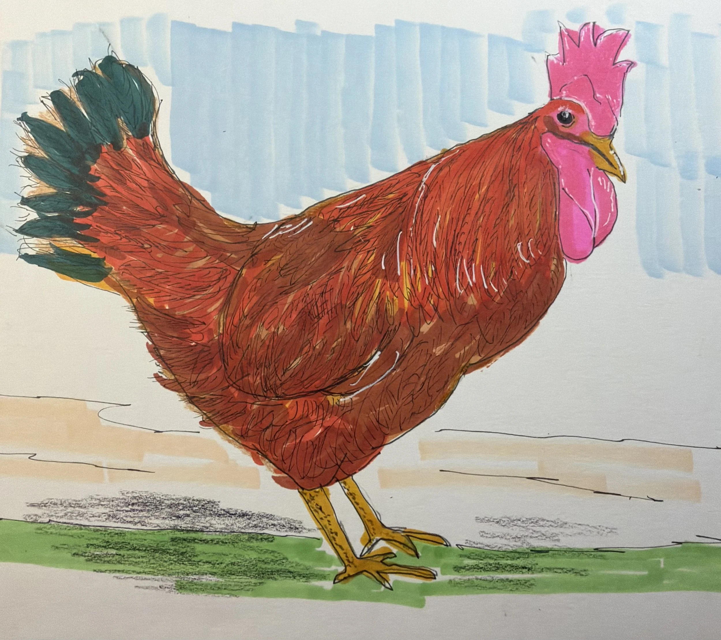 Rhode Island Red