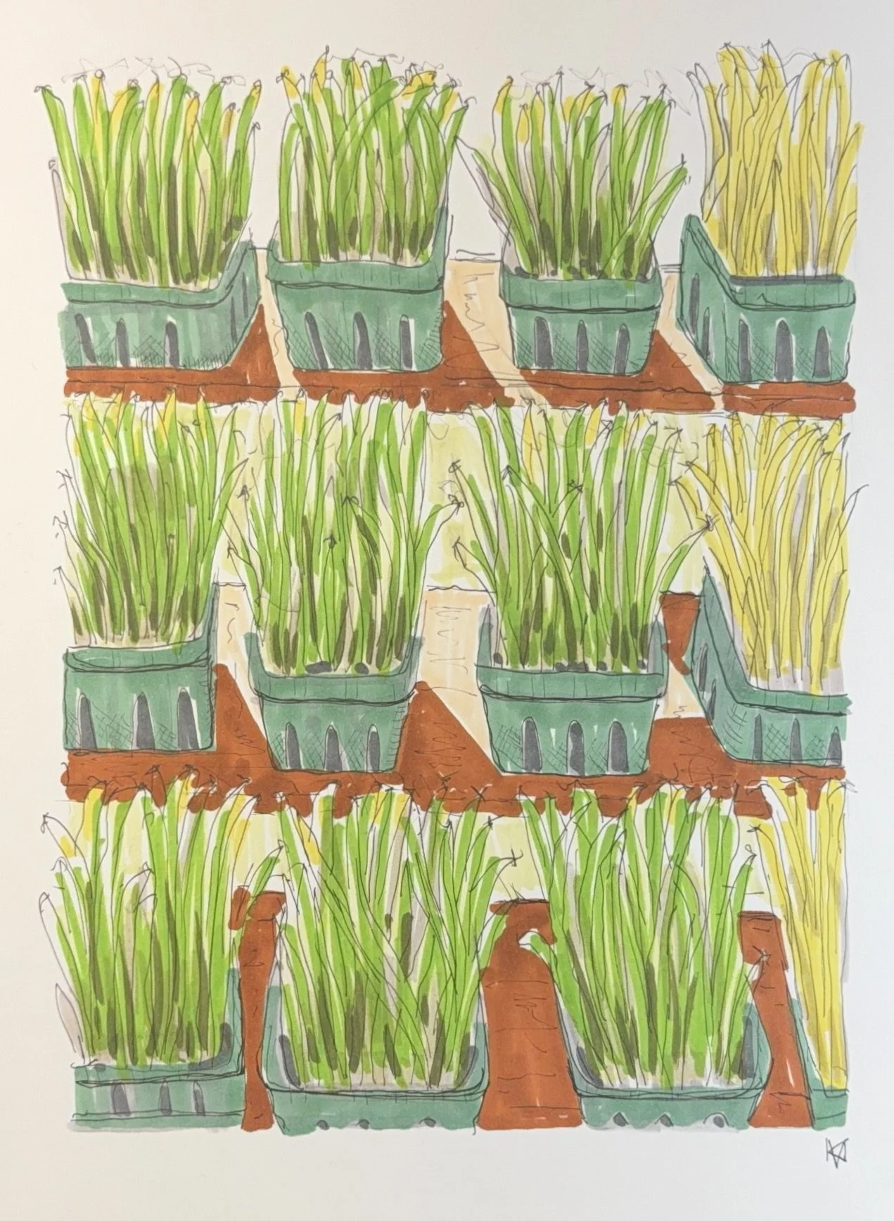Green Beans for Sale