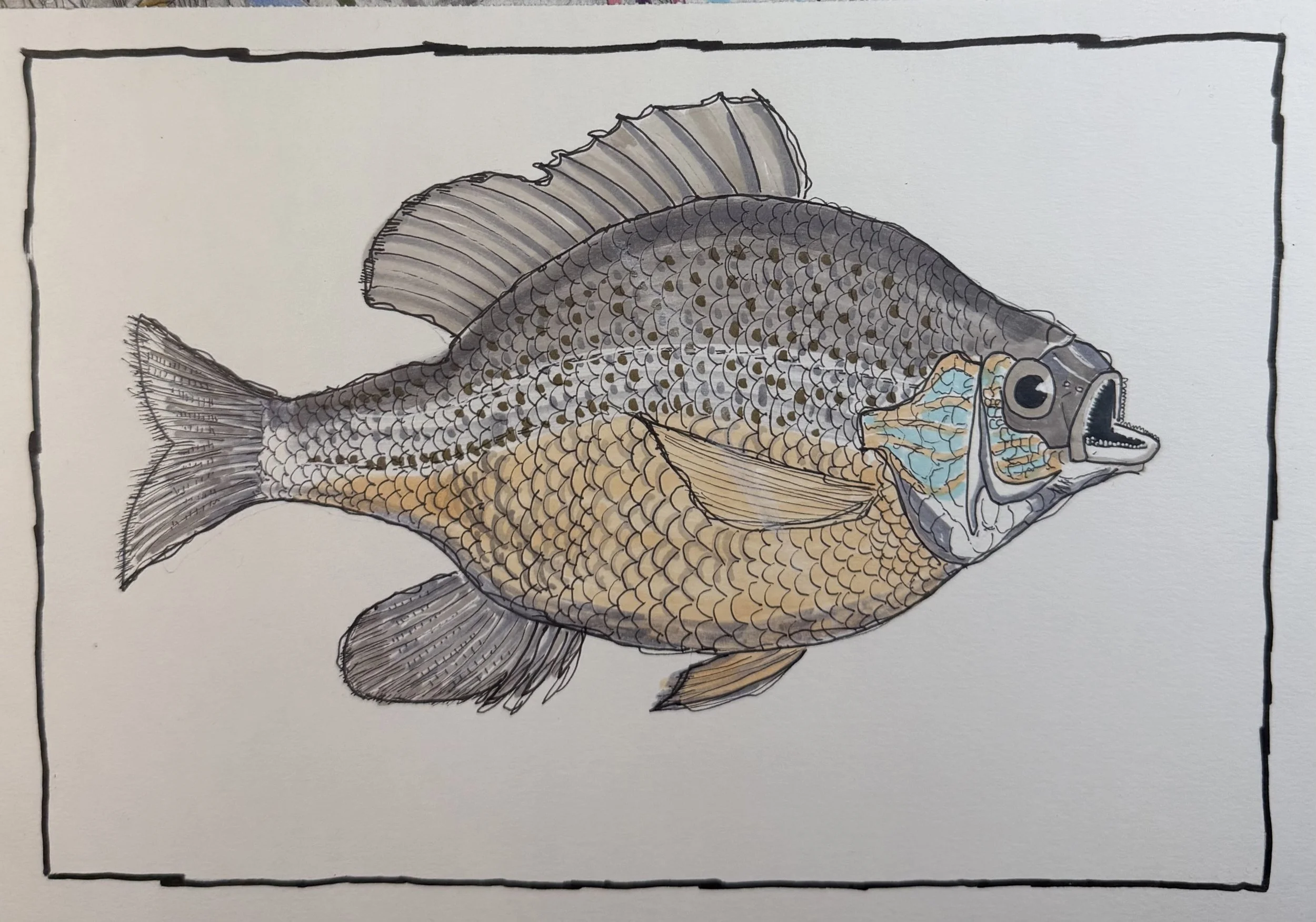 Blue Gill