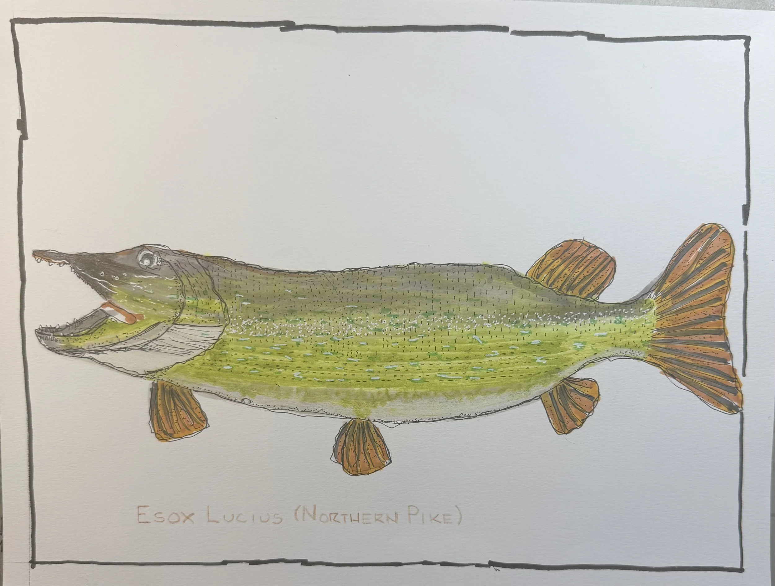 Northern Pike