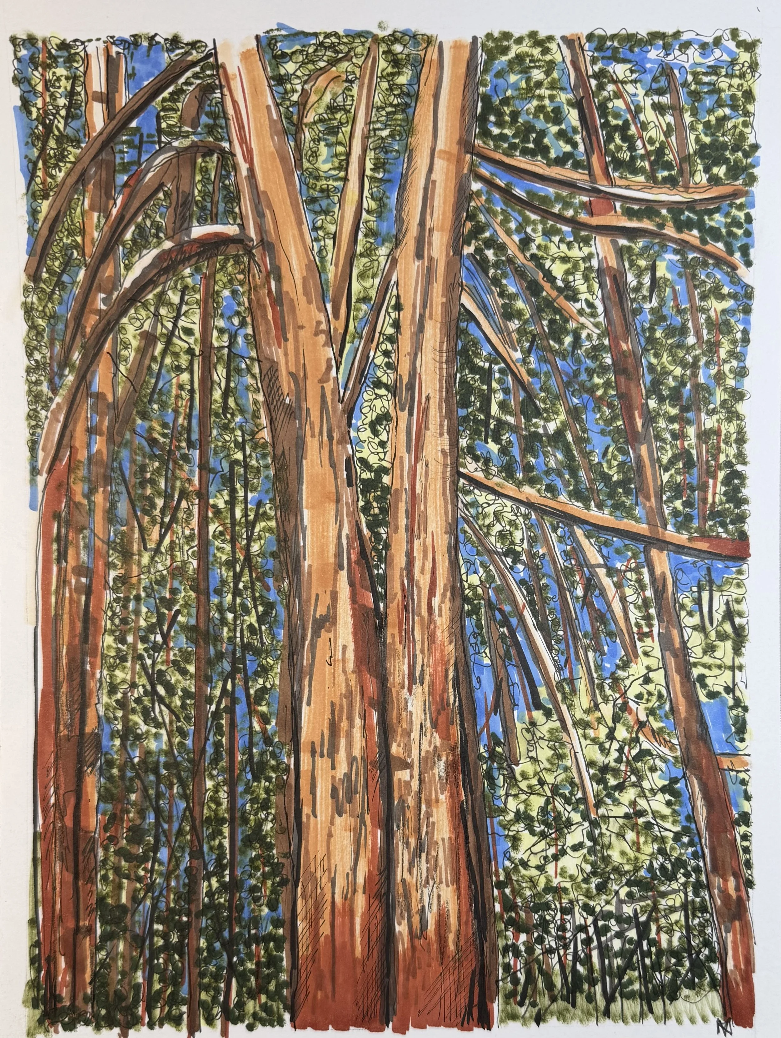 Dense Forest