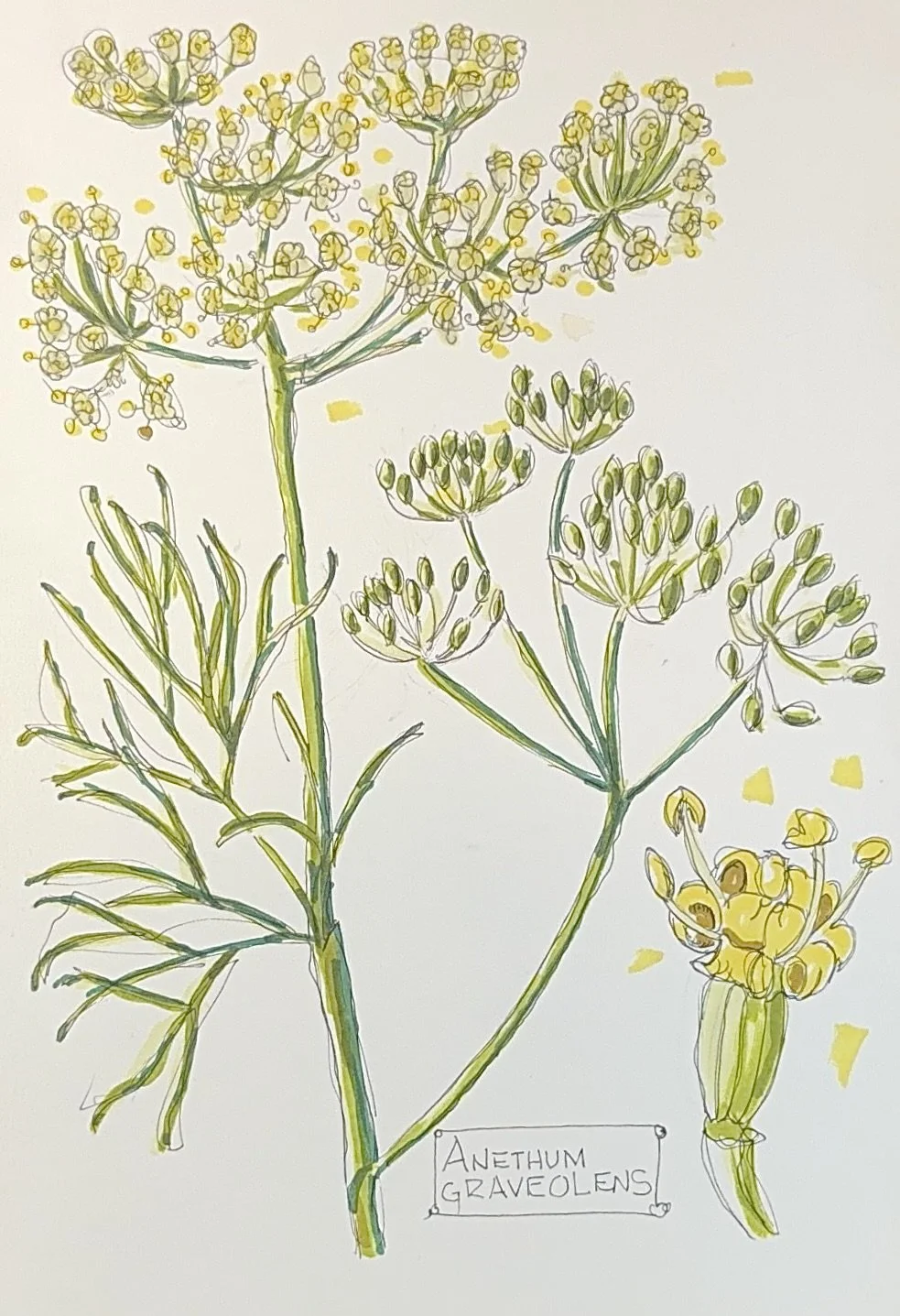Dill Weed - Mom's favorite herb