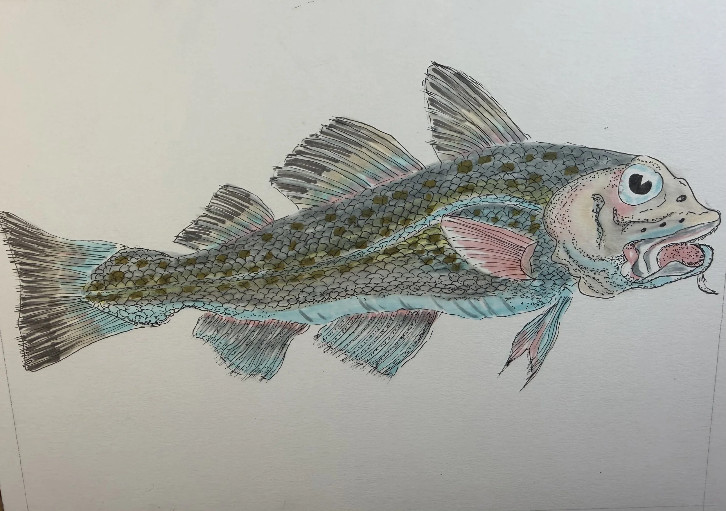Walleye