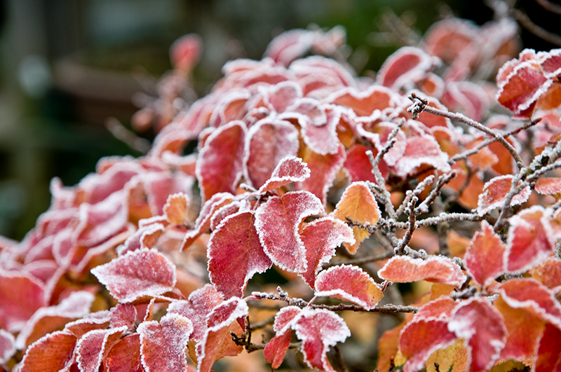 Überwinterungs-Tipps ! 