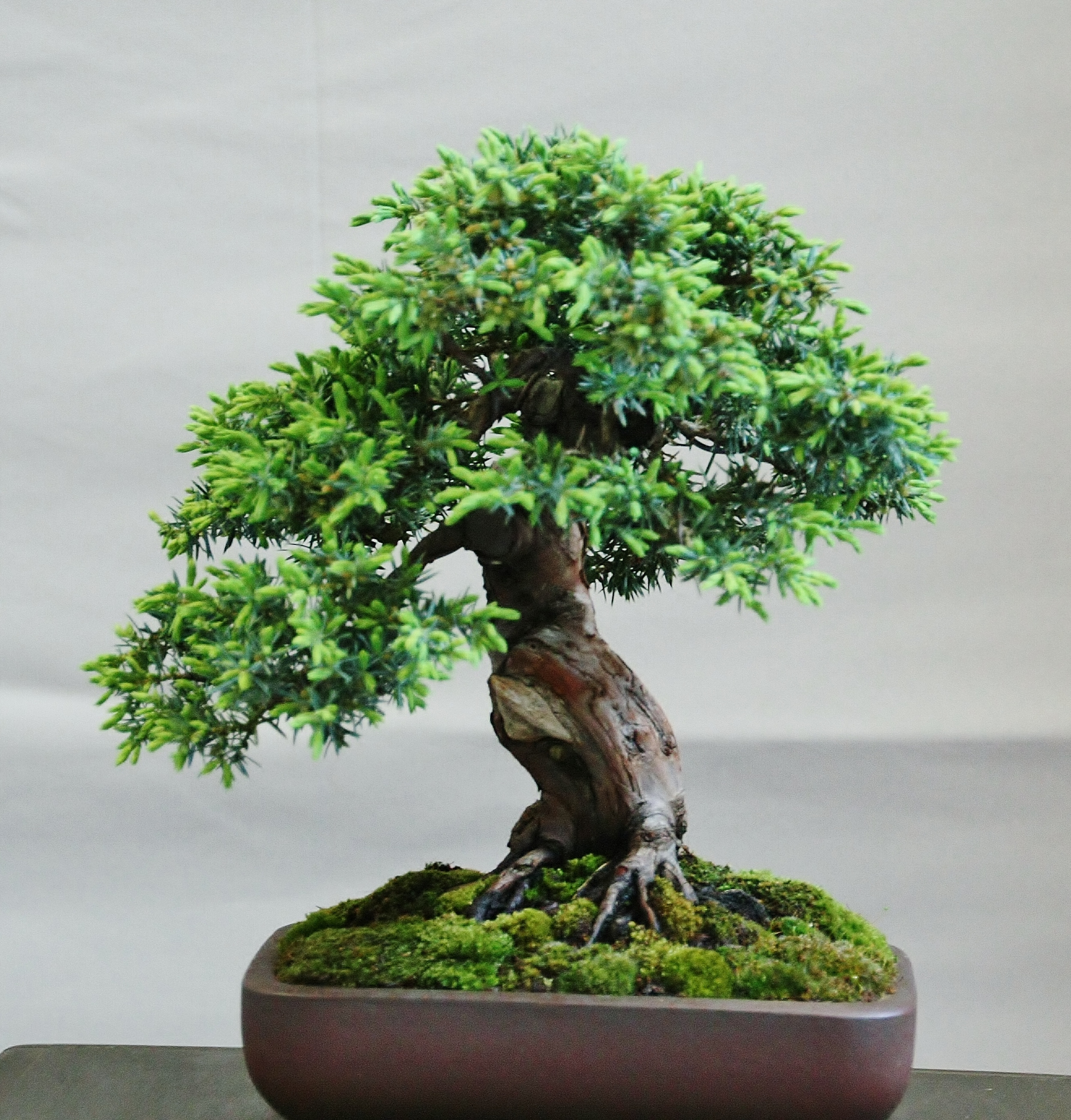 Juniperus chinensis `Sorte`