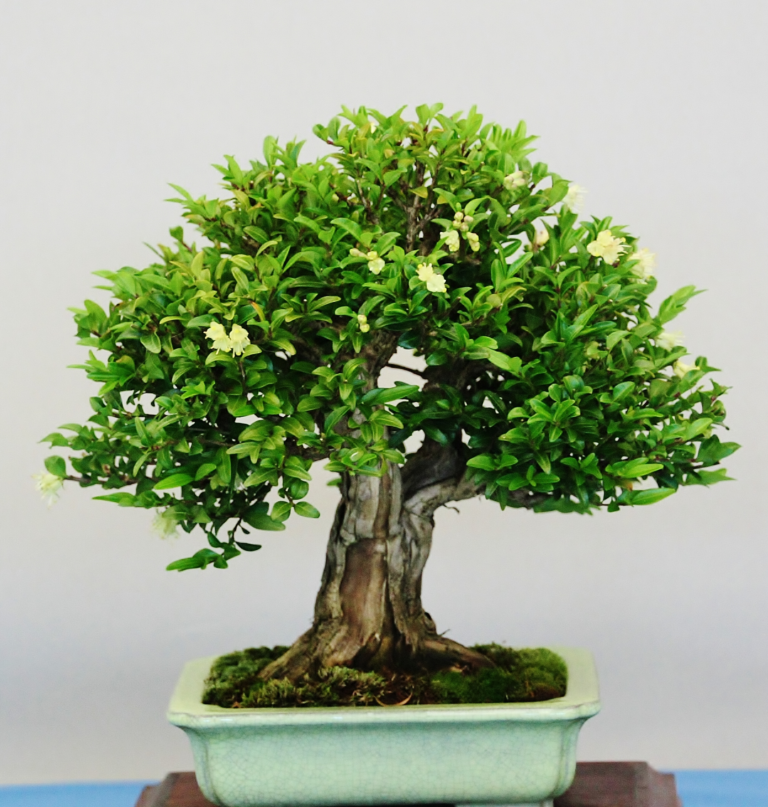 Lonicera pileata