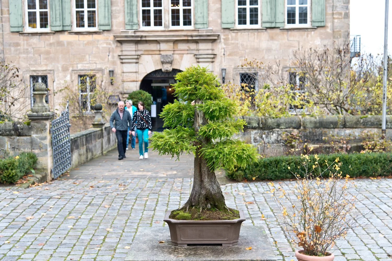 Bayerische Bonsaitage 2015