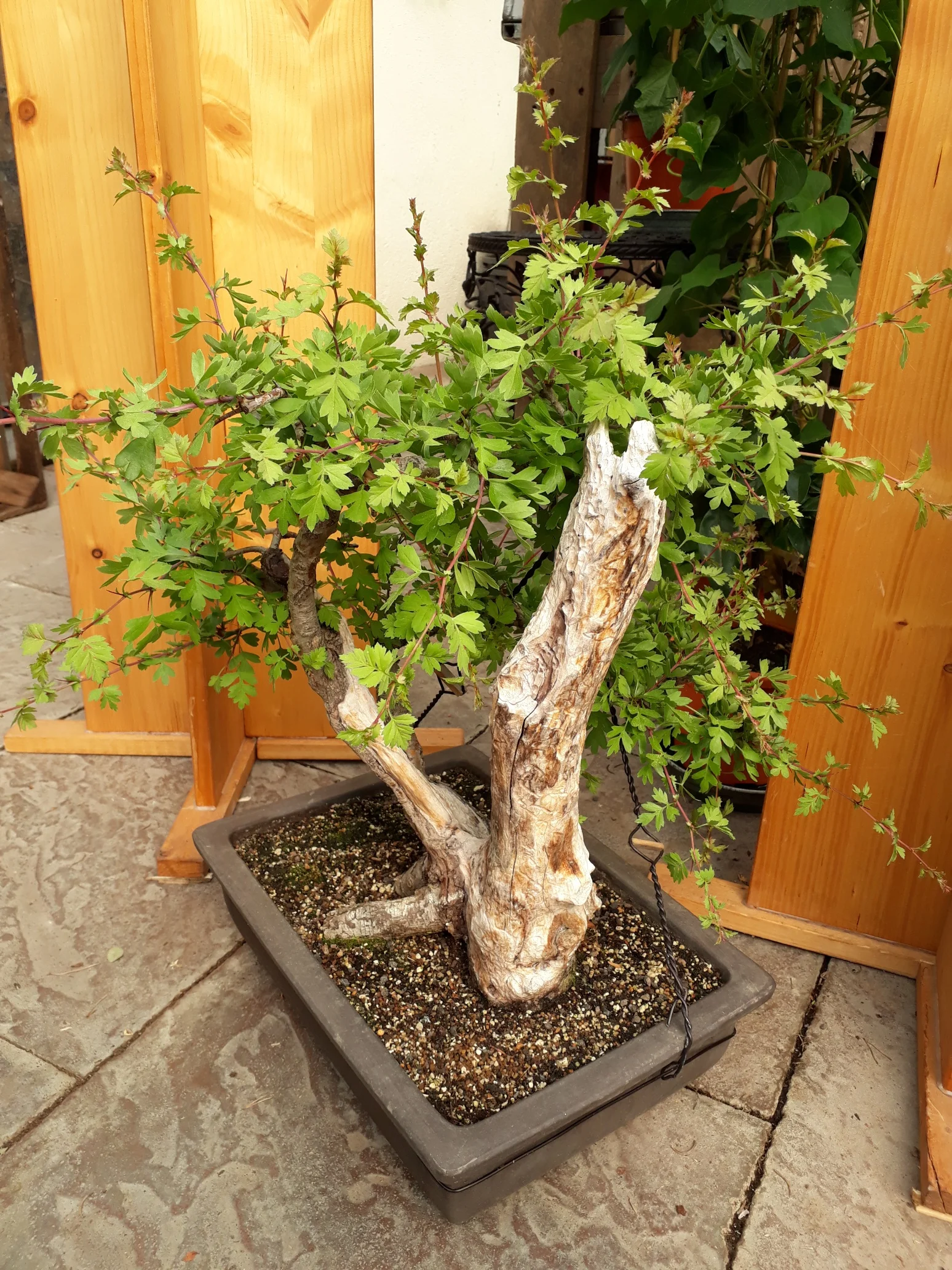 20180429_102556_resized.jpg