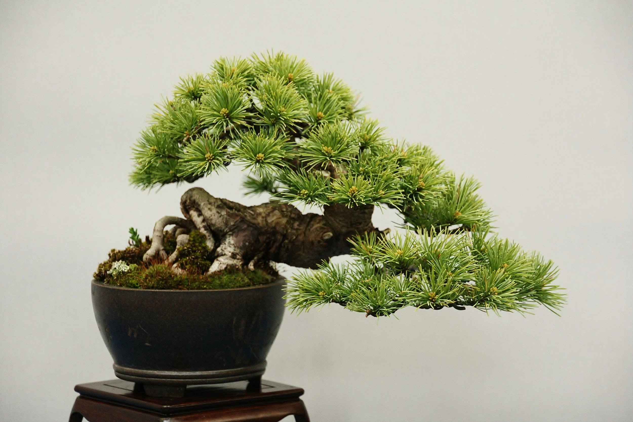 Pinus pentaphylla