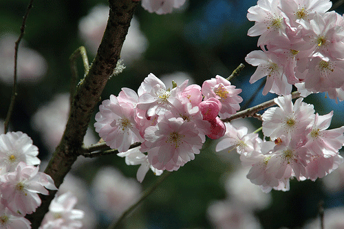 prunus.gif