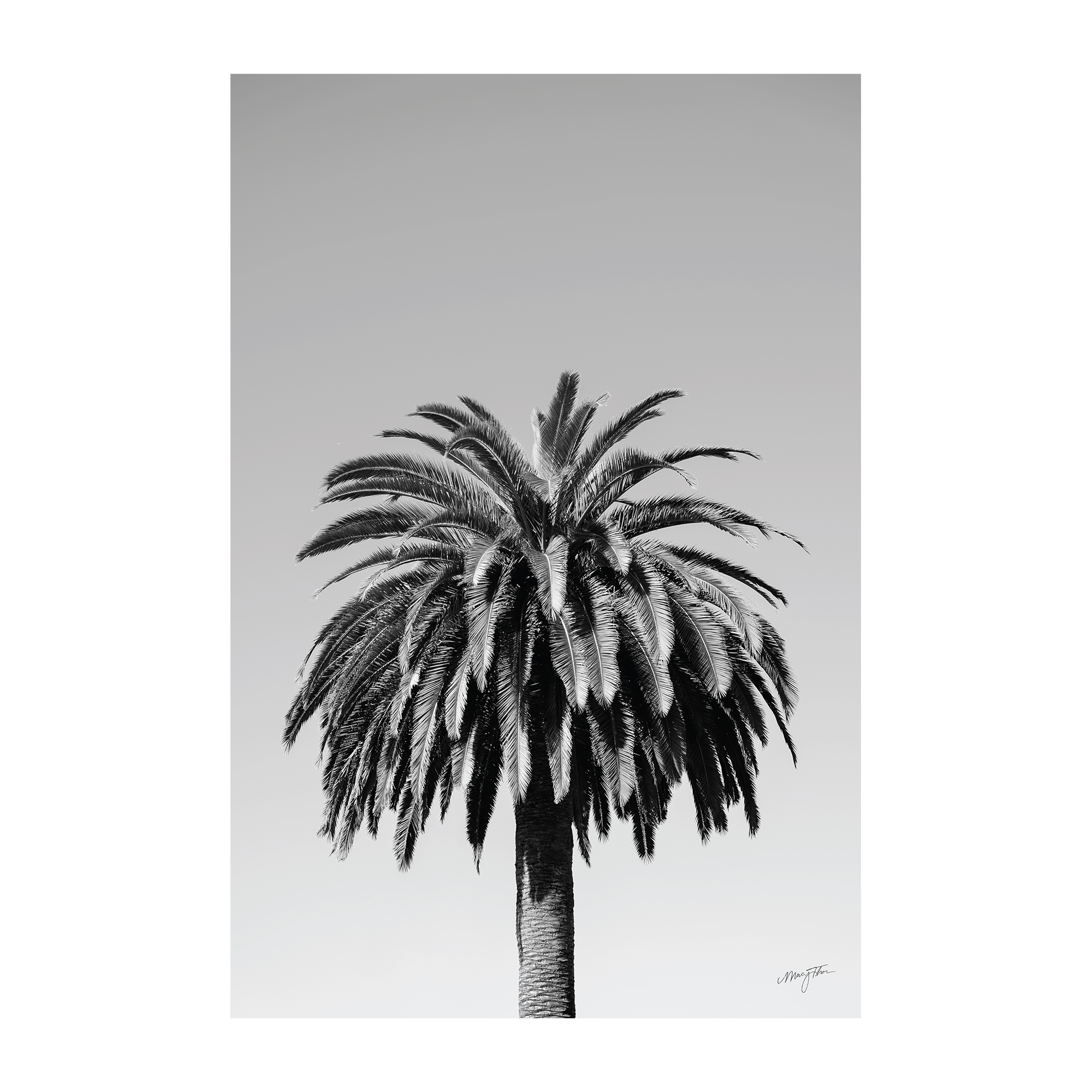P BW PO.png