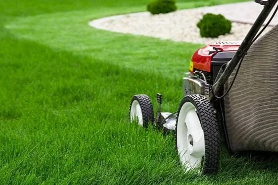Lawn mower on green grass near a landscaped garden bed.