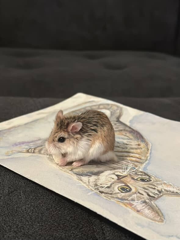 Hamtaro_2025.JPG