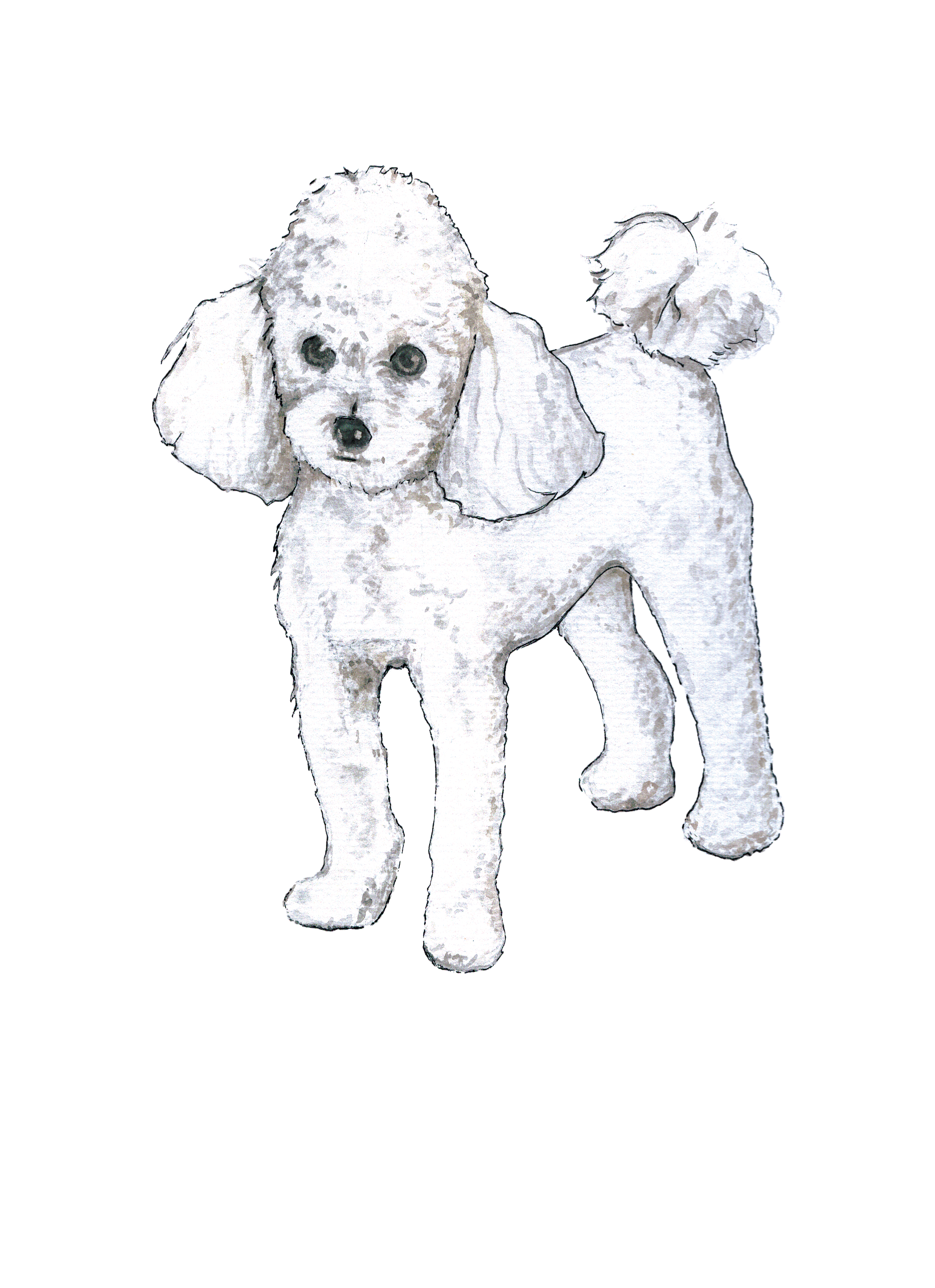 Henriquez_Marjorie_Poodle_Watercolor.png