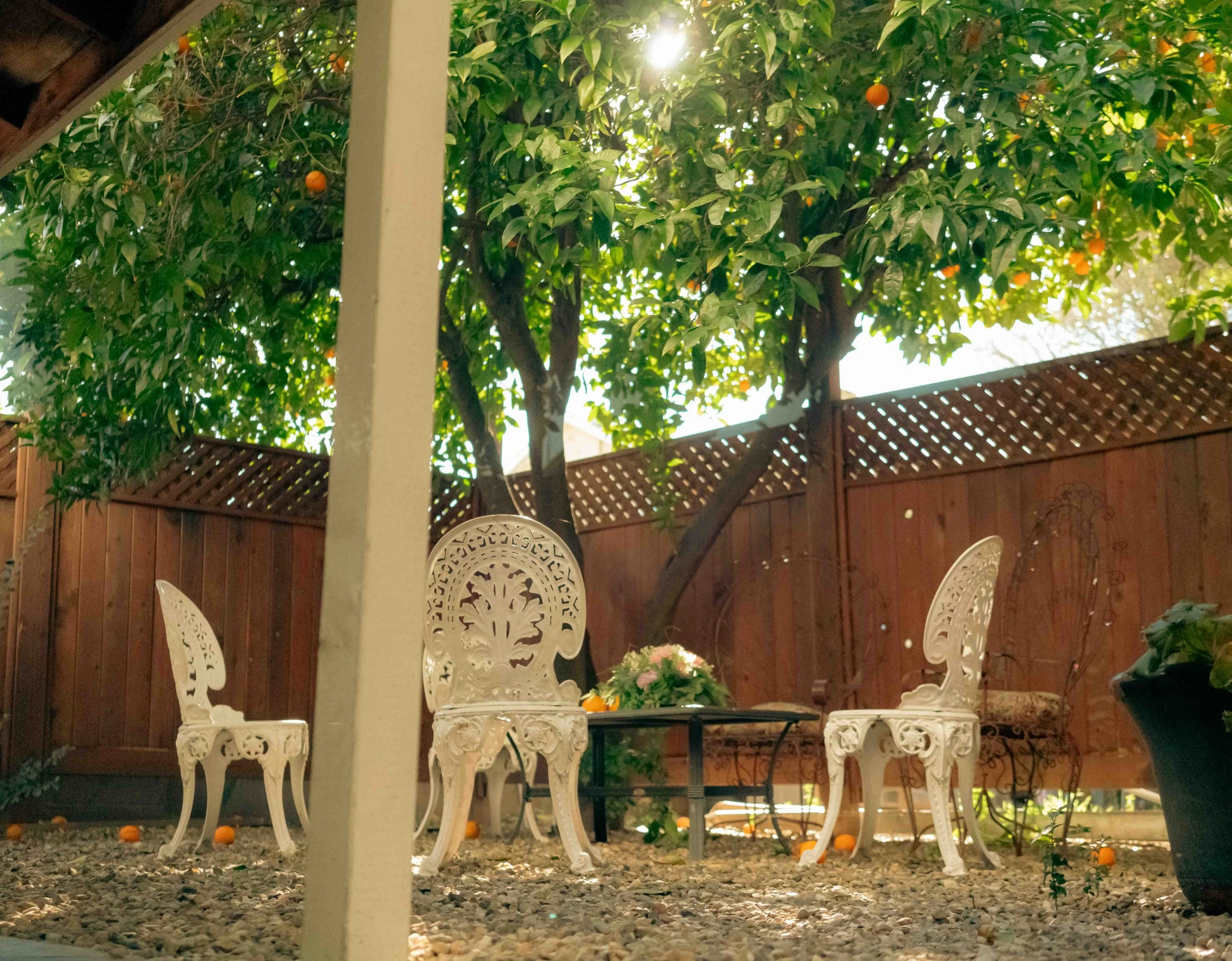 Outdoor patio with white ornate metal chairs, wooden fence, gravel ground, and an orange tree with sunlight filtering through.