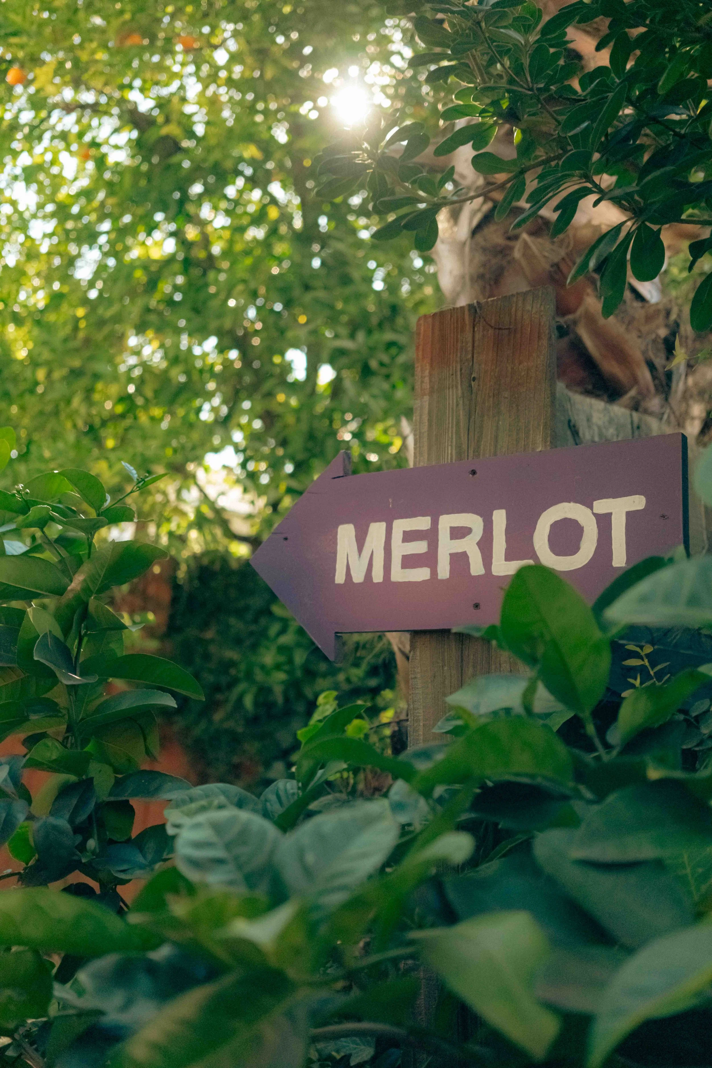 A purple sign with the word 'MERLOT' surrounded by green foliage and sunlight in the background.