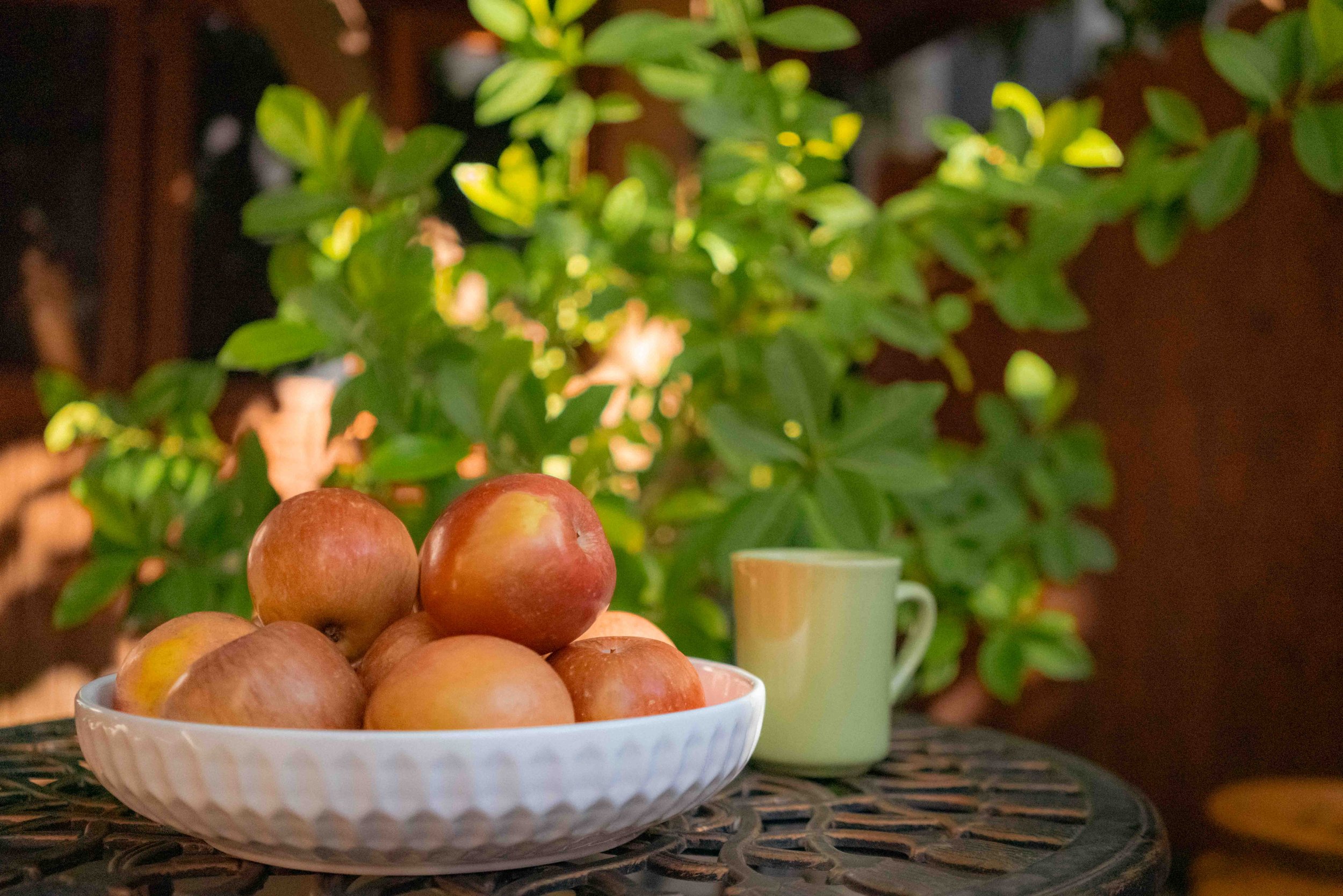 Bowl of apples on a table with a green mug and green plant background.