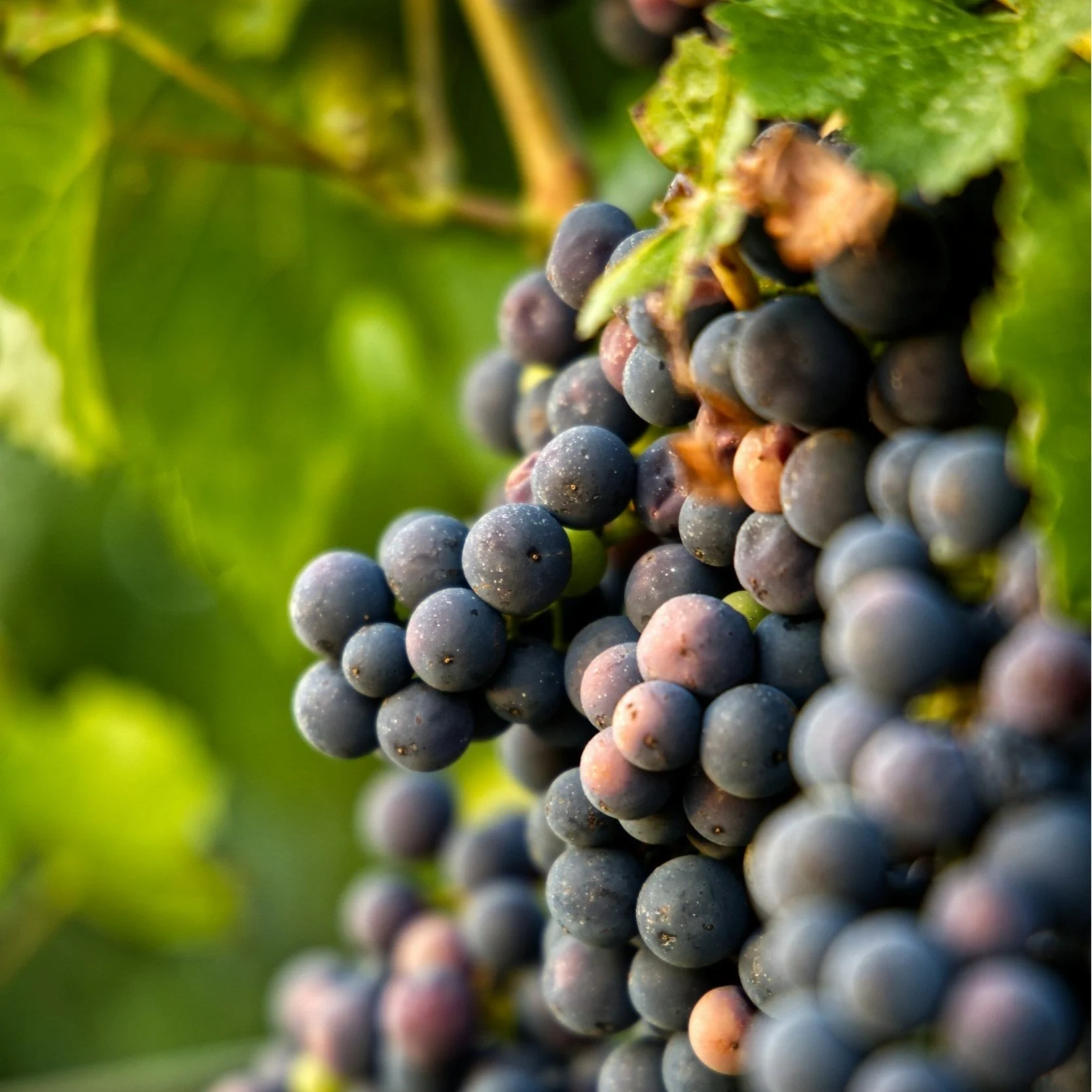Close-up of a cluster of ripe dark purple grapes hanging on a vine with green leaves in the background.