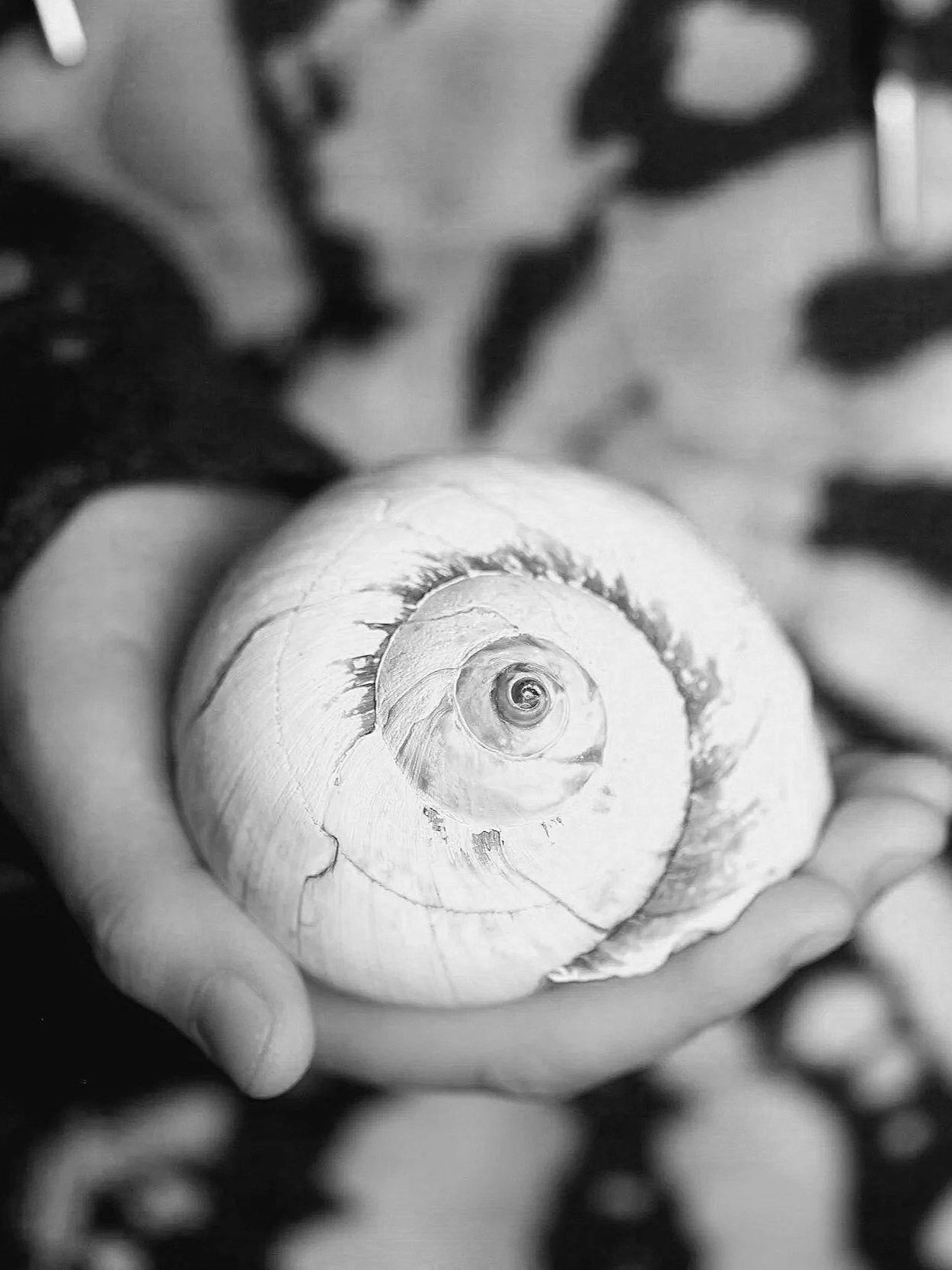 A hand holding a seashell with a spiral pattern in black and white.