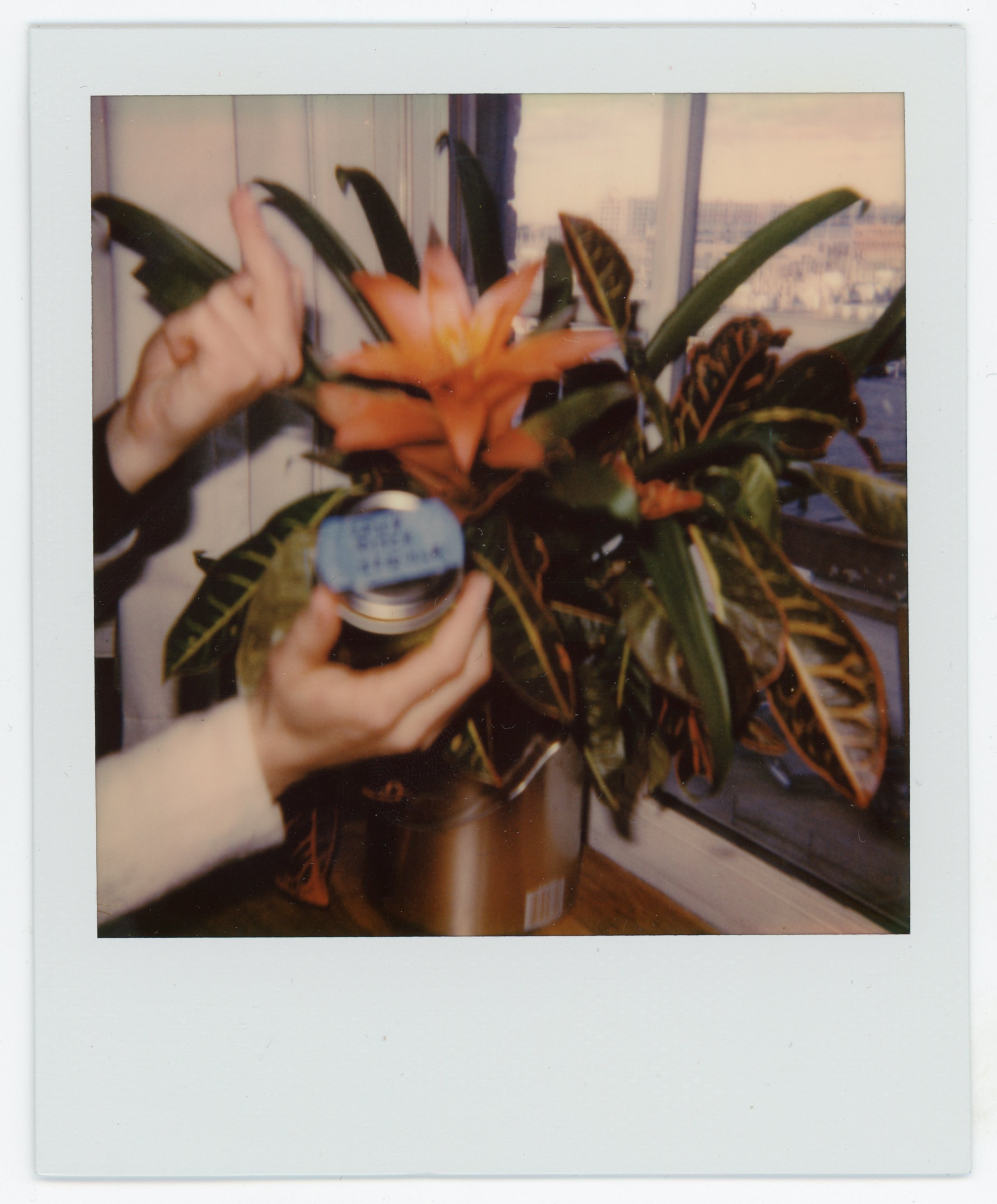 Person holding a potted plant with orange flowers and colorful leaves near a window.