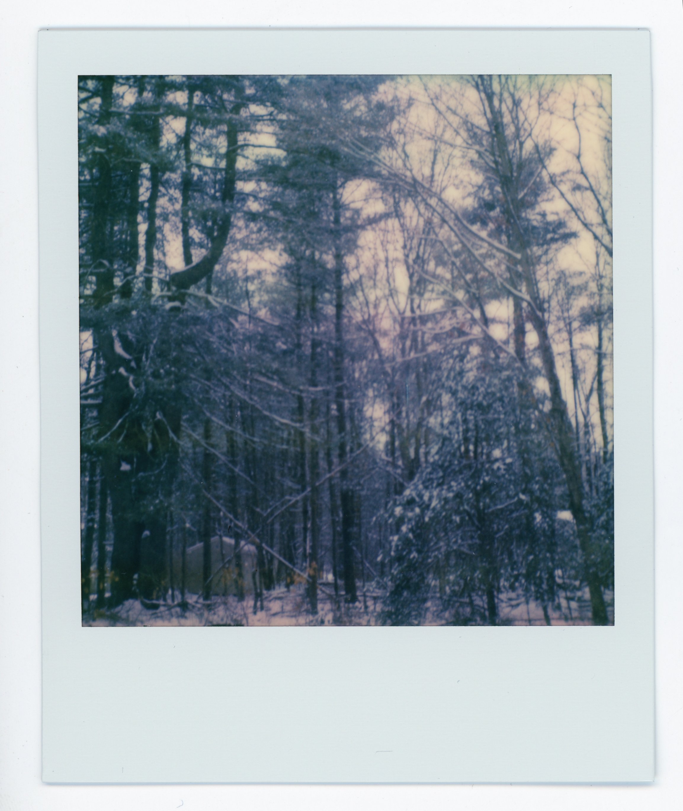 A snow-covered forest with trees and branches during winter.