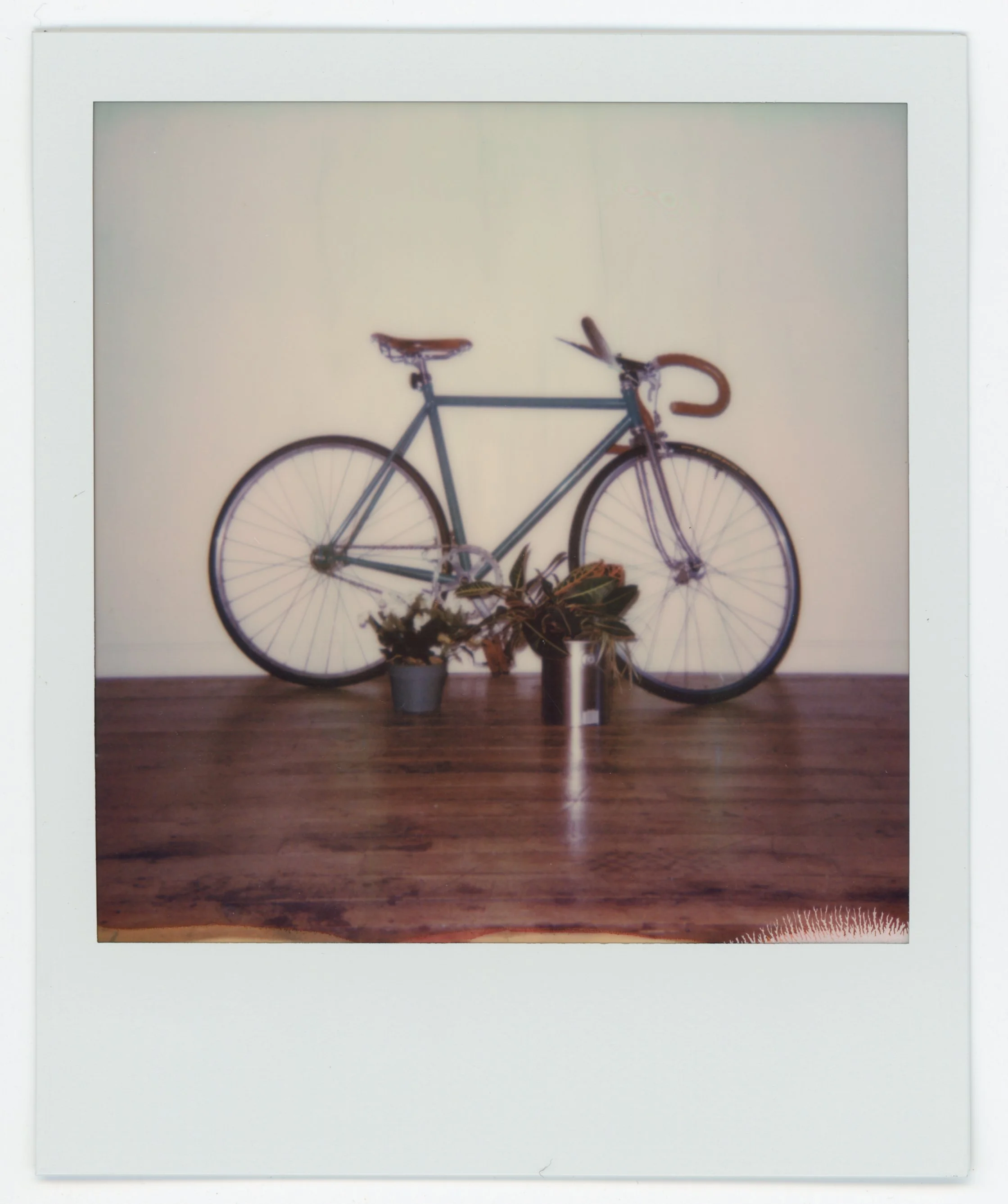 Interior scene with a bicycle mounted on a wall, placed on a wooden floor, with potted plants underneath.