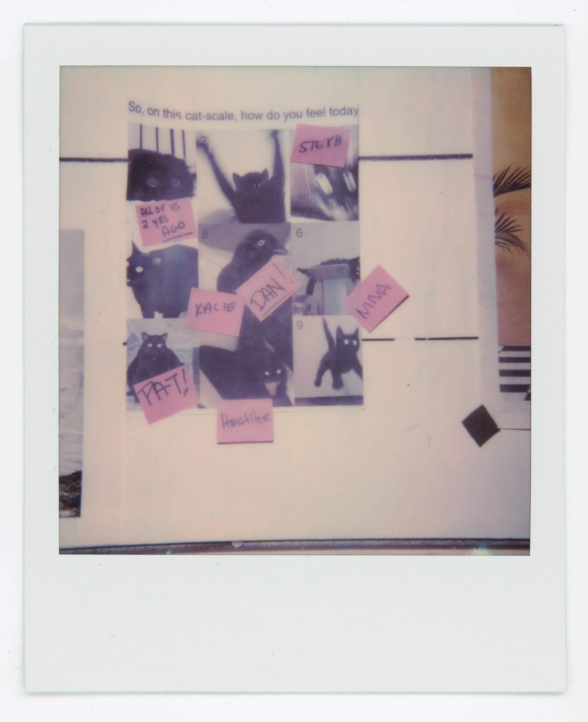 Polaroid photo of a collage with pictures of a black cat and pink sticky notes with handwritten words, including 'STELLA,' 'KALIE,' 'DANI,' 'NINA,' 'PATCH!,' and 'Heather.' The collage has a question, 'So, on this cat-scale, how do you feel today?' p