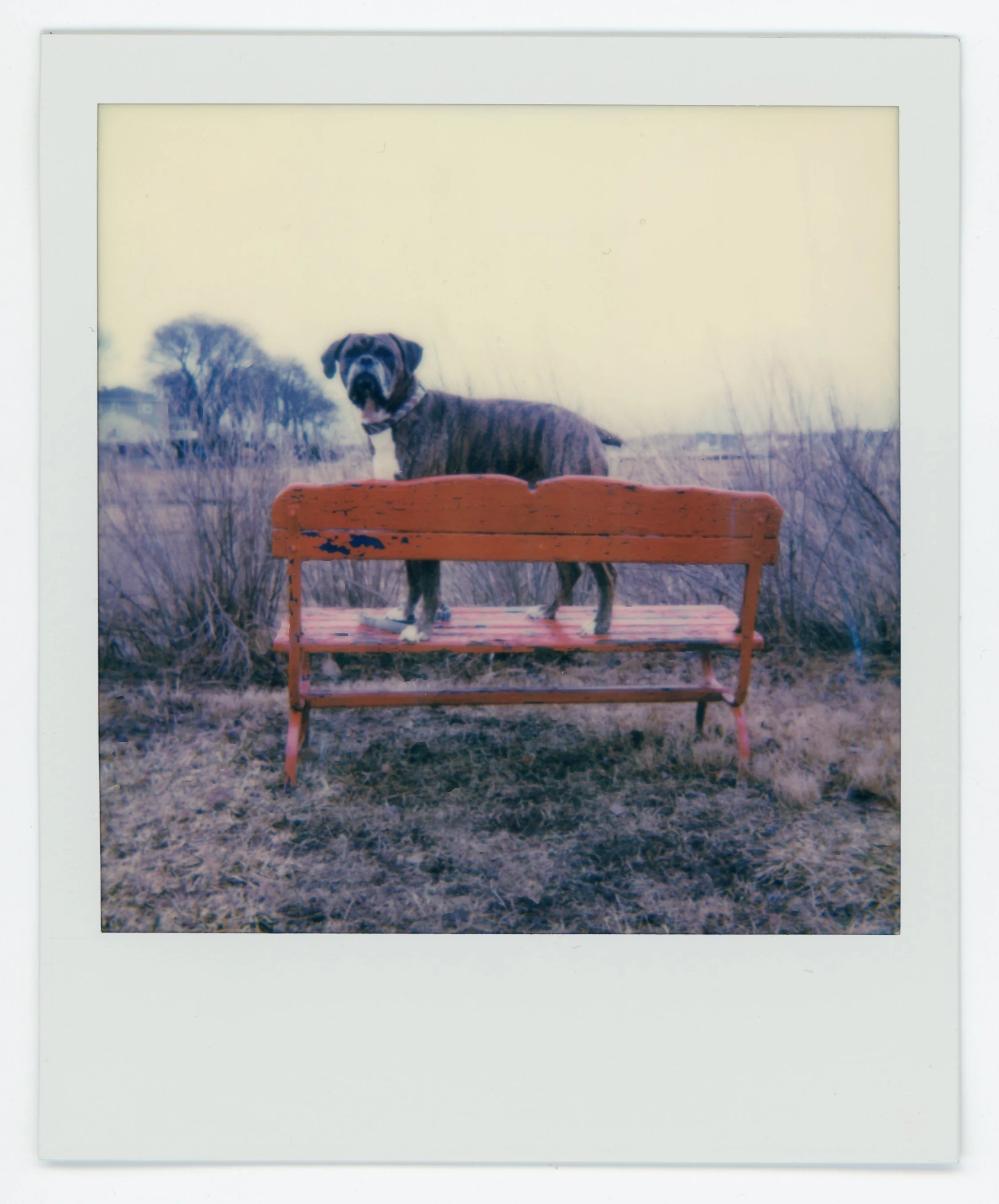A dog standing on a pink-painted bench outdoors in a field with trees in the background.