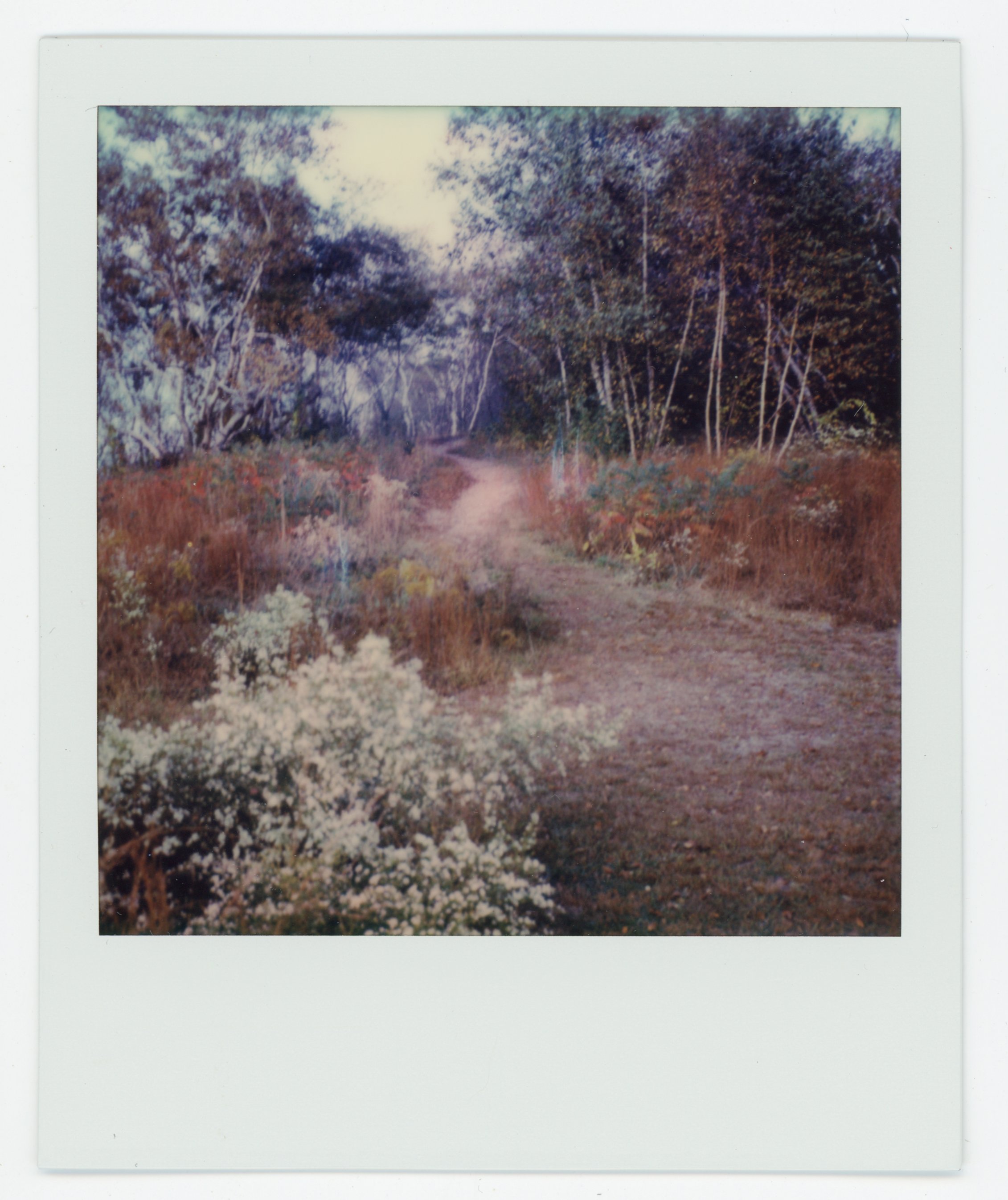 A blurry polaroid photo of a dirt path winding through a wooded forest with trees on either side and bushes in the foreground.