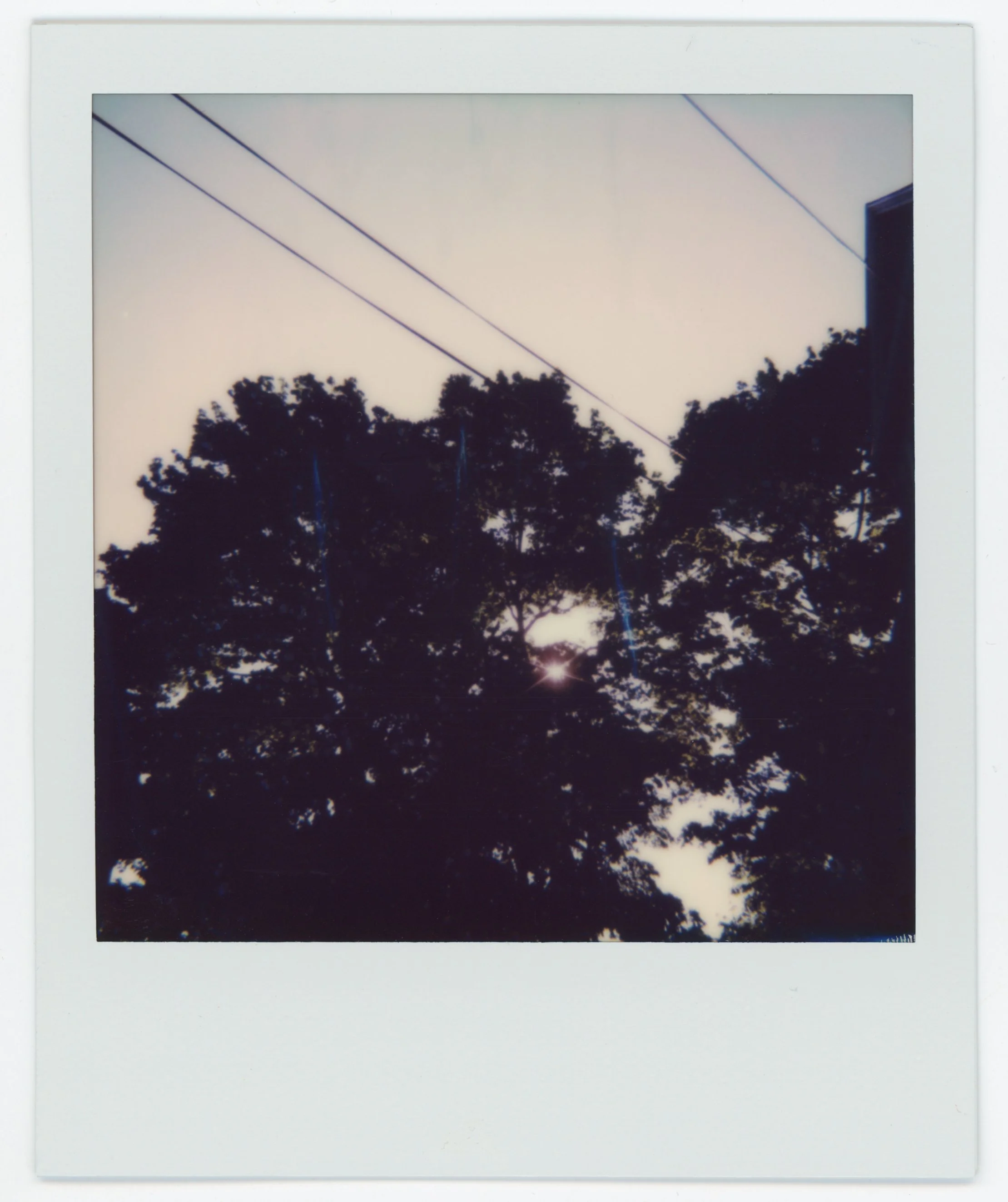 Sunset view through trees with power lines and a partial building in the upper right corner.