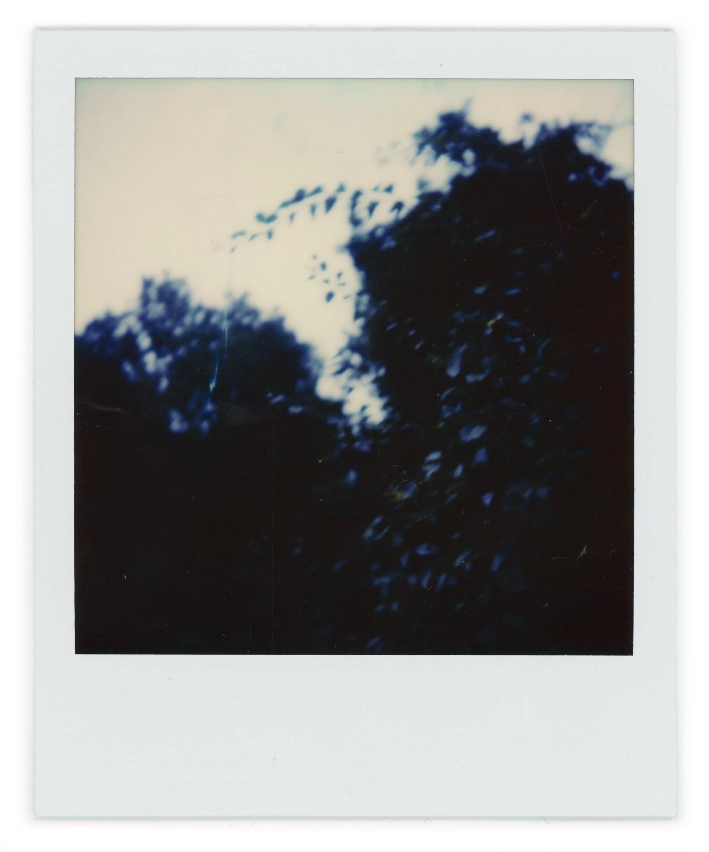 Blurred Polaroid photo of silhouetted trees against a light sky.