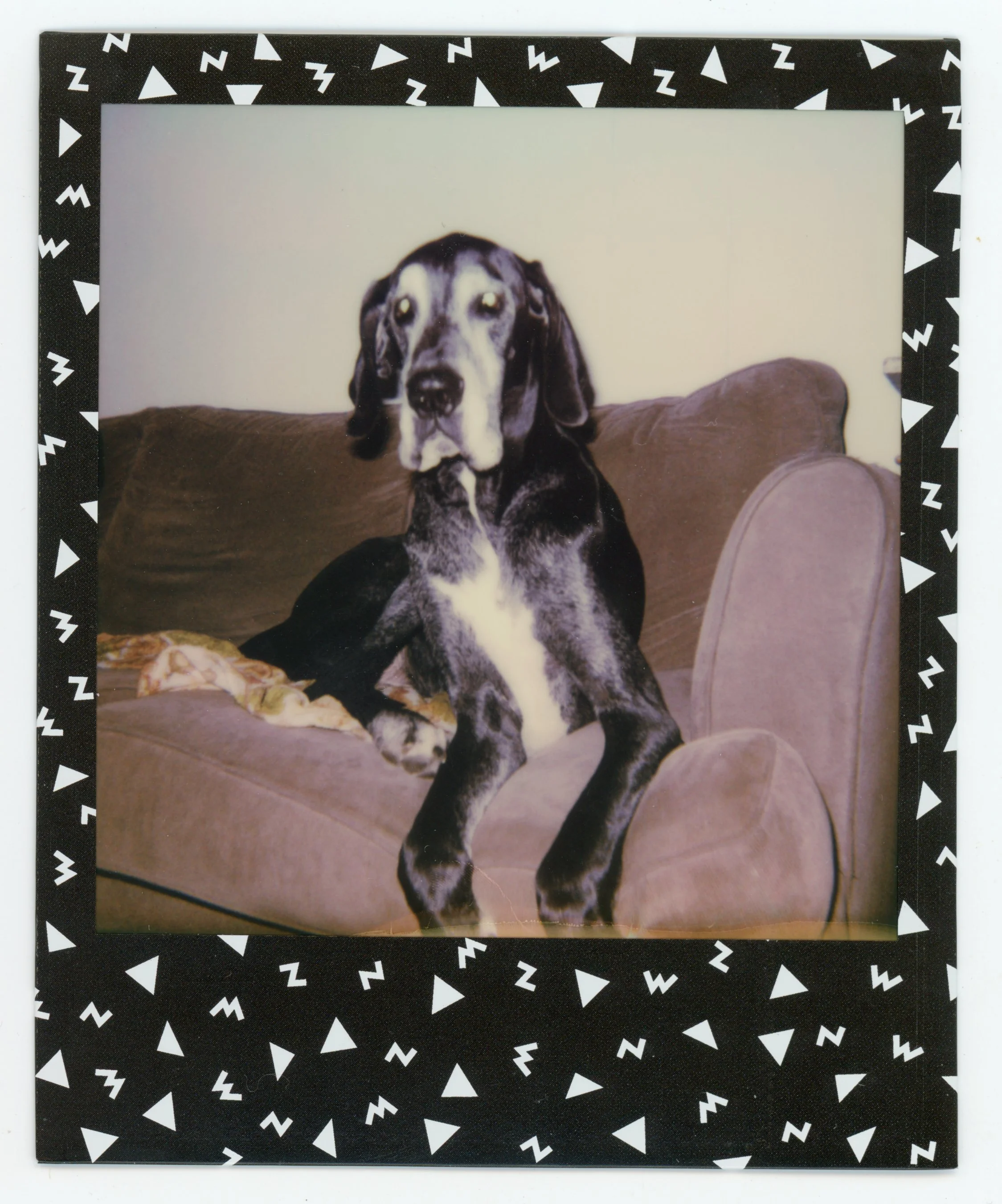 A black and gray dog sitting on a brown couch with a cushion, inside a decorated photo frame.