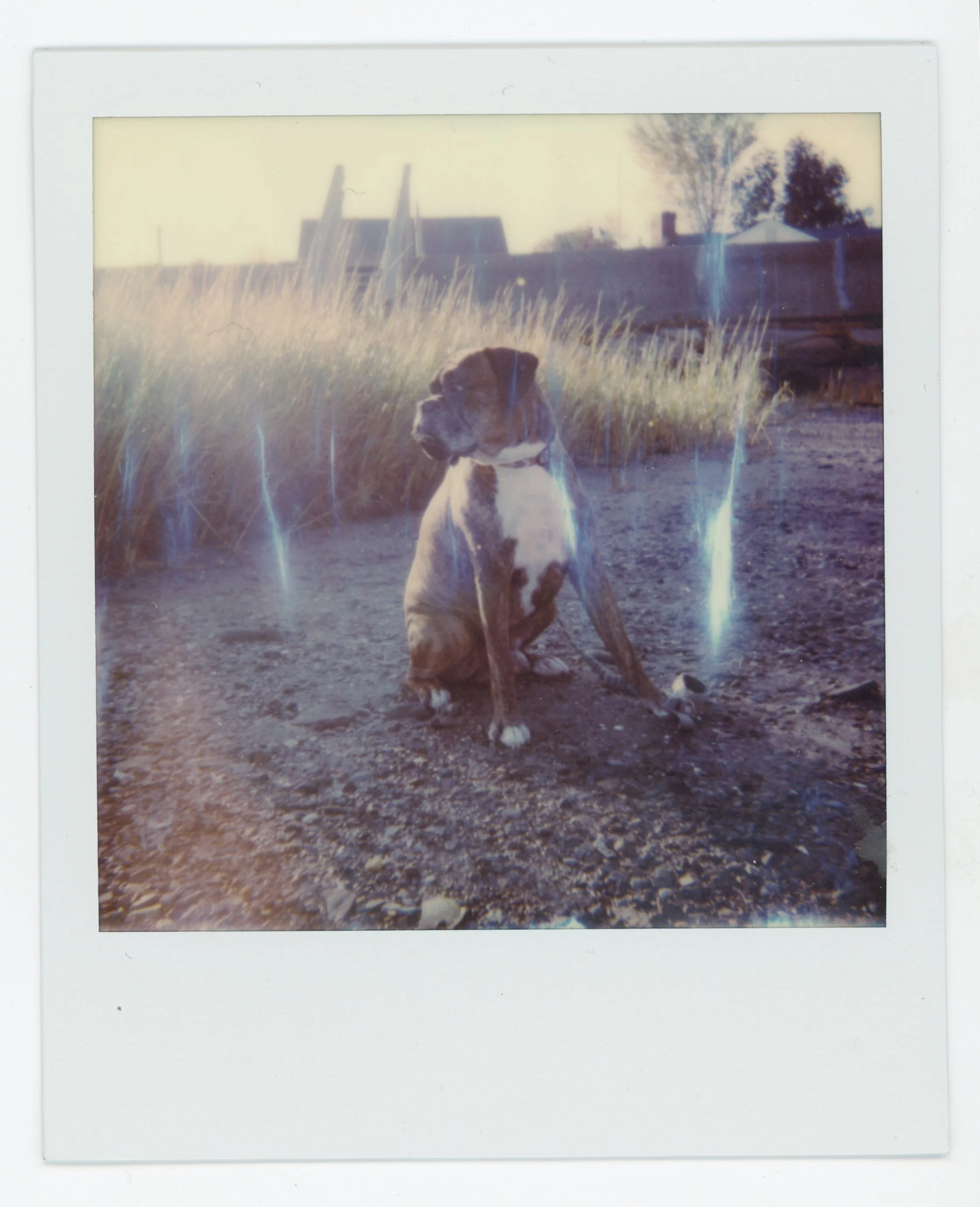 A dog sitting on dirt ground near a water fountain with grass and bare trees in the background, sunlight streaming in from behind.