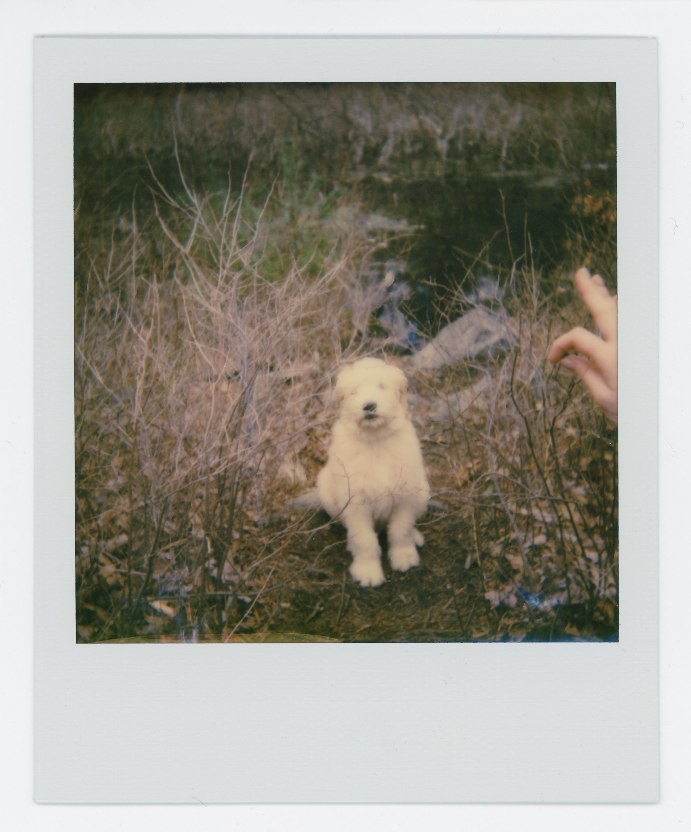 Polaroid photo of a small fluffy white puppy sitting outdoors among bare bushes with a person's hand making a gesture nearby.