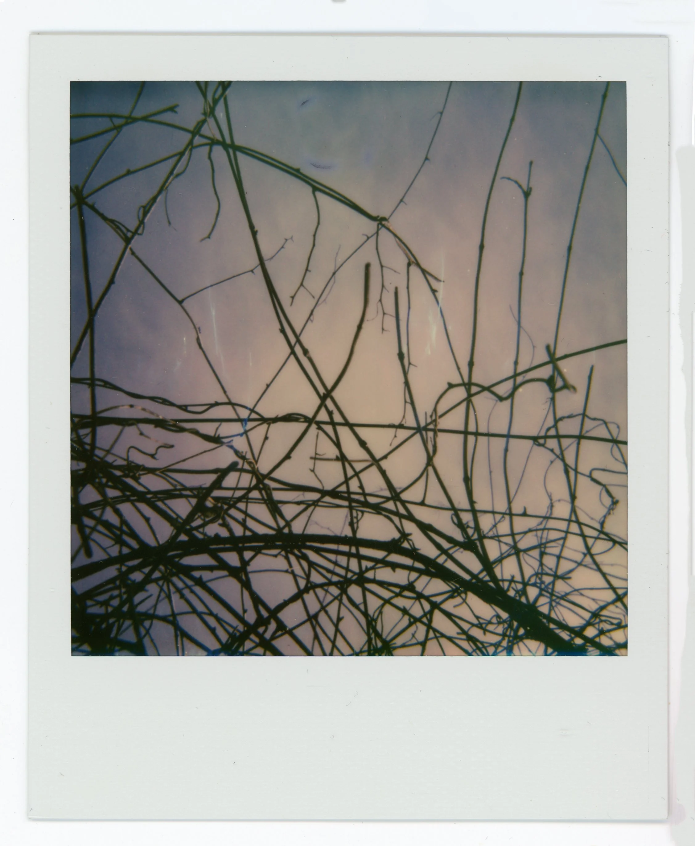 Polaroid photo of leafless tree branches against a pastel sky.