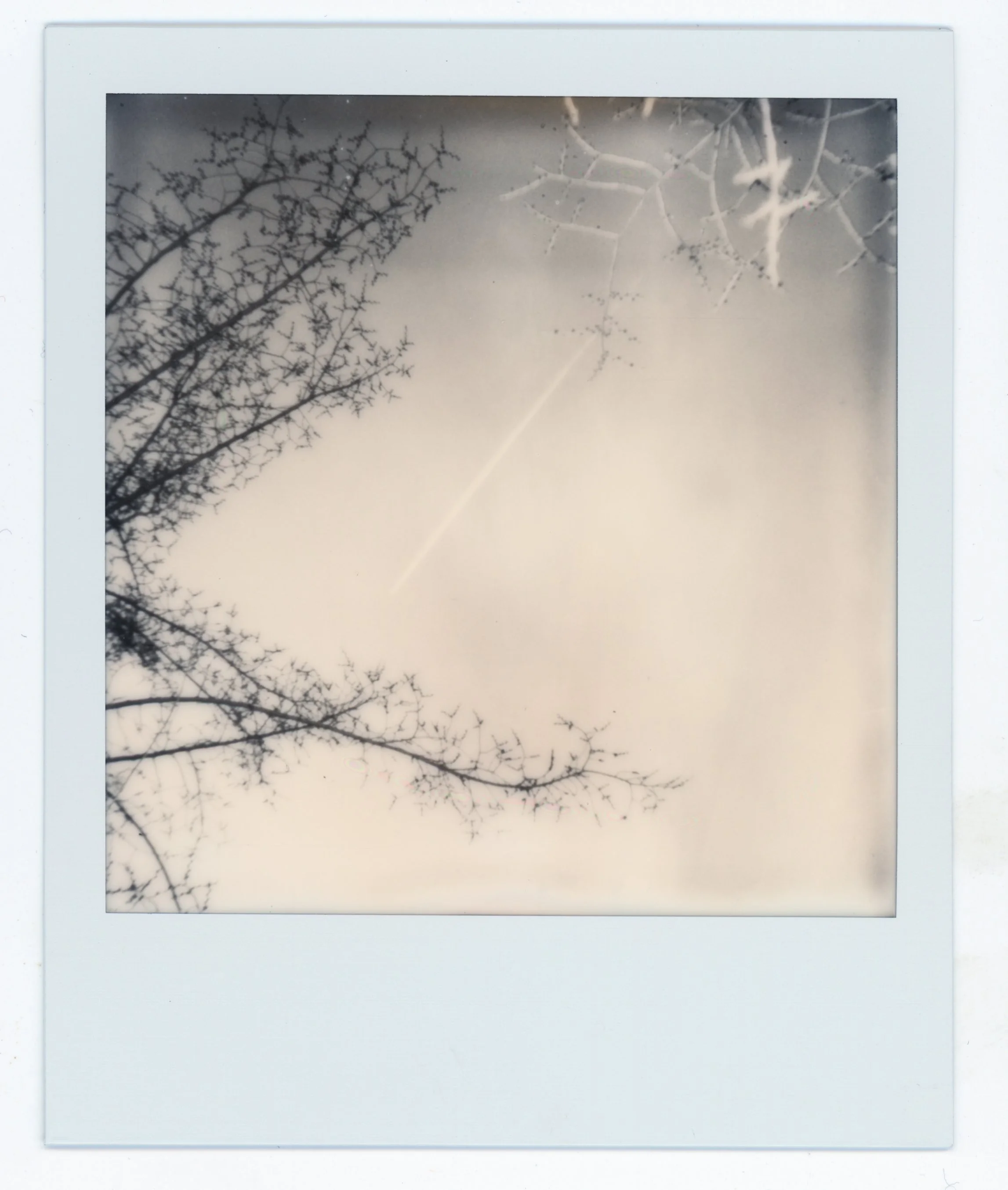Black and white photo of leafless tree branches, spider web, and a streak in the sky.
